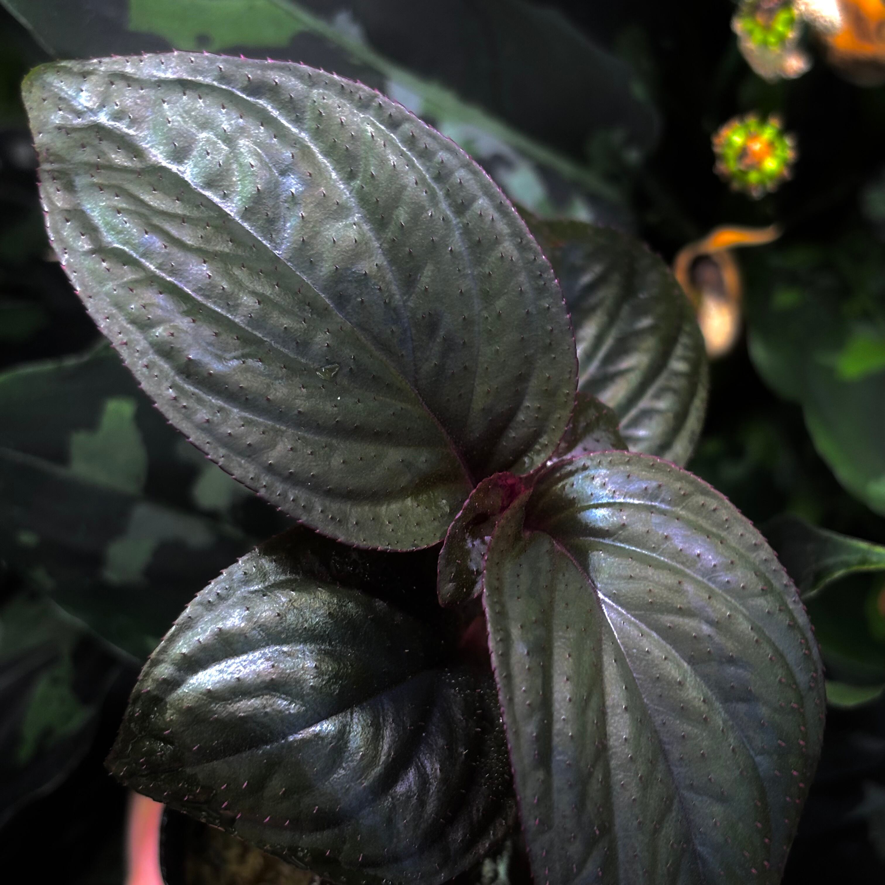 Homalomena sp. Sulawesi 【ZOE0925-3b】 | 熱帯雨林植物専門店 トイ吉園芸