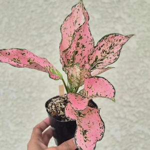 《Aglaonema Tri-Petch Pink》アグラオネマ トリペッチ ピンク　 観葉植物 ／ポット発送