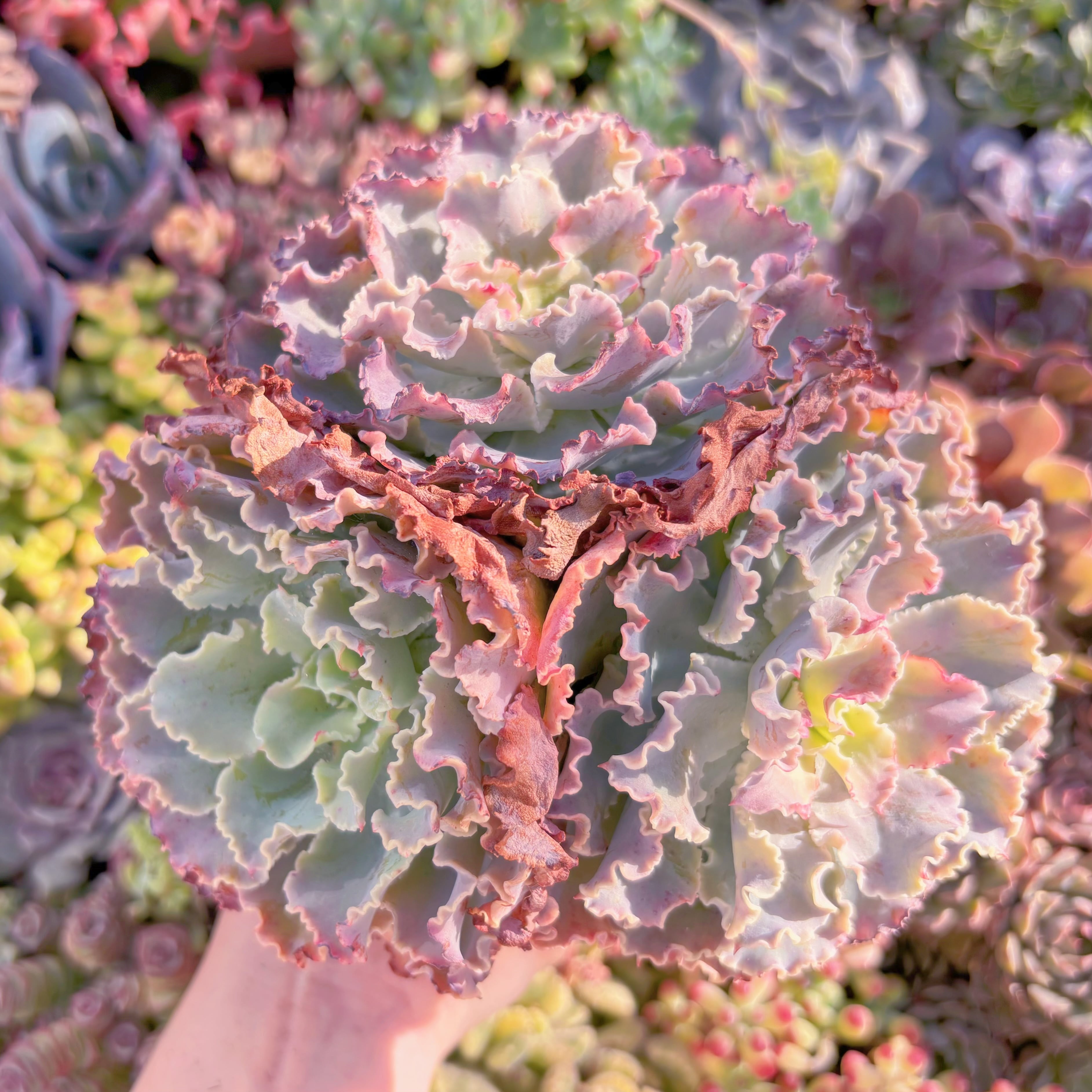 現品　Blue Curls#F039　大群生　新入荷　るる農園