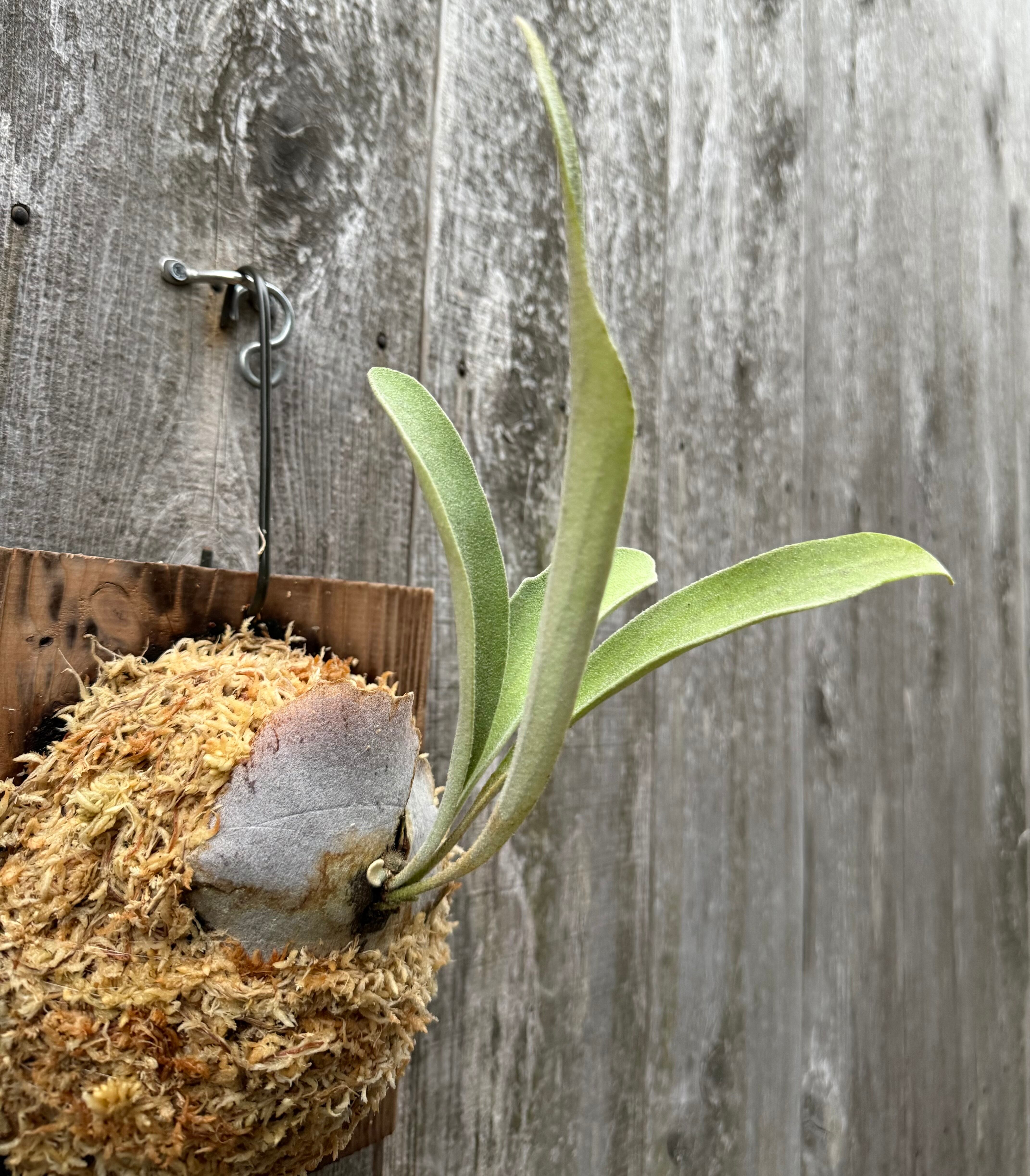 P.veitchii Auburnriver, P.Snowmoon mix sporeling | naturefix