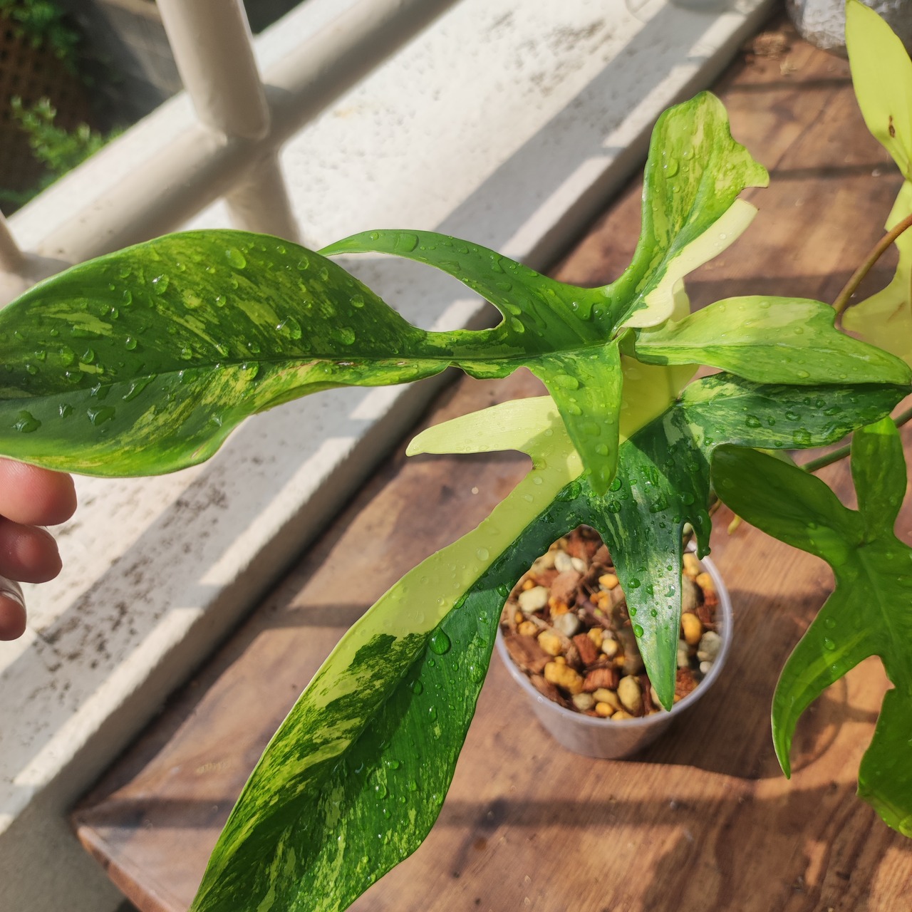 【美斑】フィロデンドロン フロリダビューティー/Florida beauty⑦