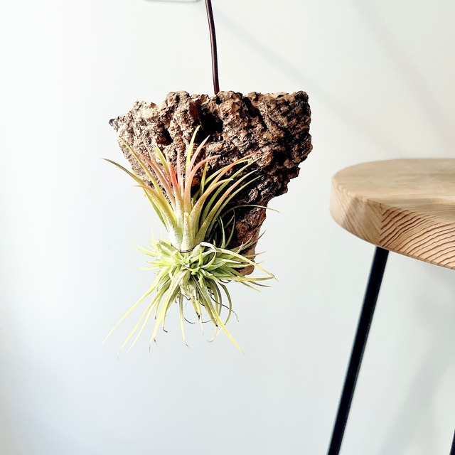 チランジア イオナンタ グリーンスノー コルク板付け calm cafe