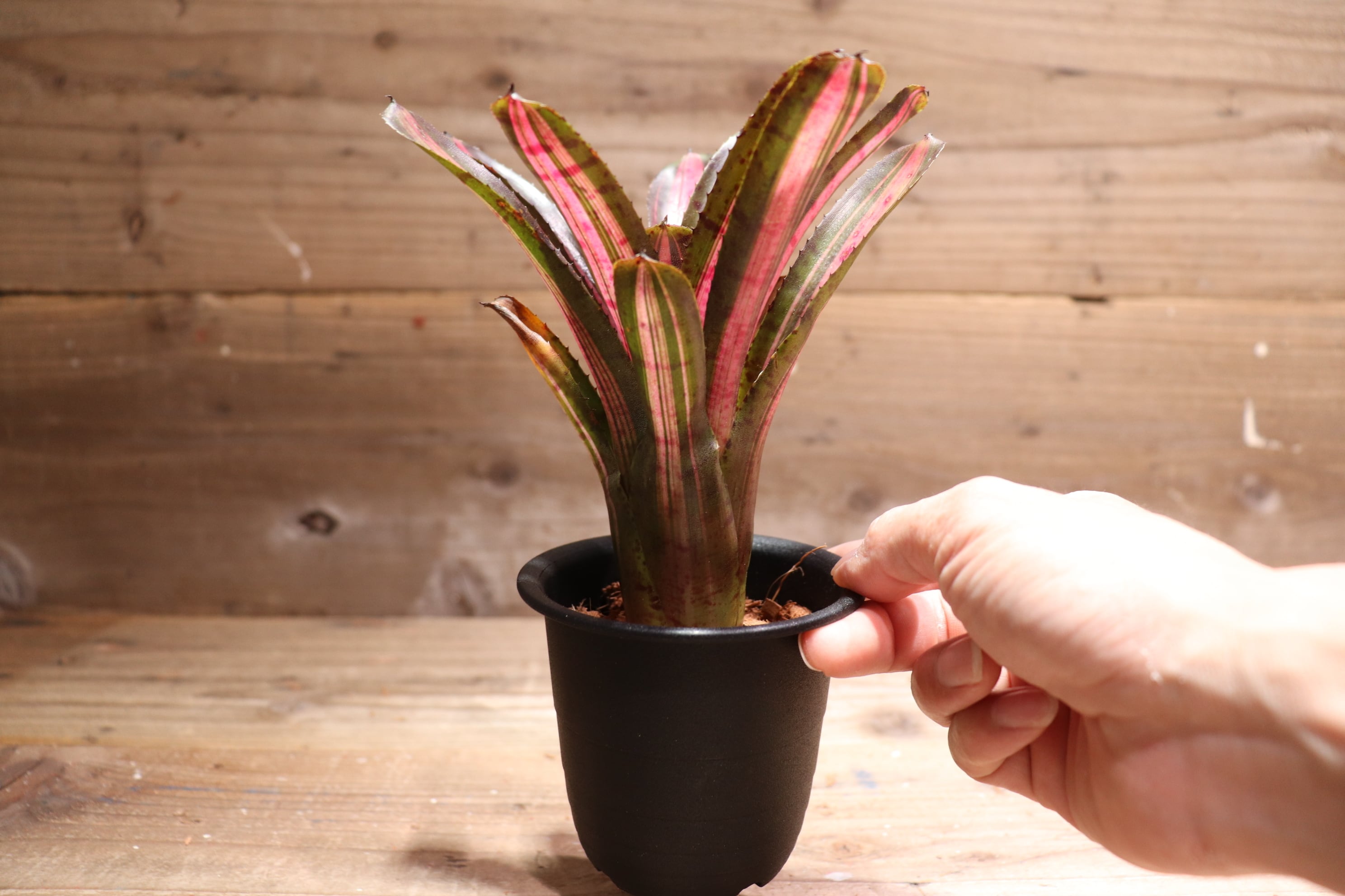 Neoregelia 'Pop Rocks'〔ネオレゲリア〕N0633 Neoregelia 'Pop Rocks'〔ネオレゲリア〕N0633