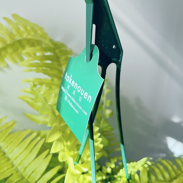 【一点限定】ネフロレピス タイガー ハッピーマーブル ハンギング 希少 観葉植物 calm cafe