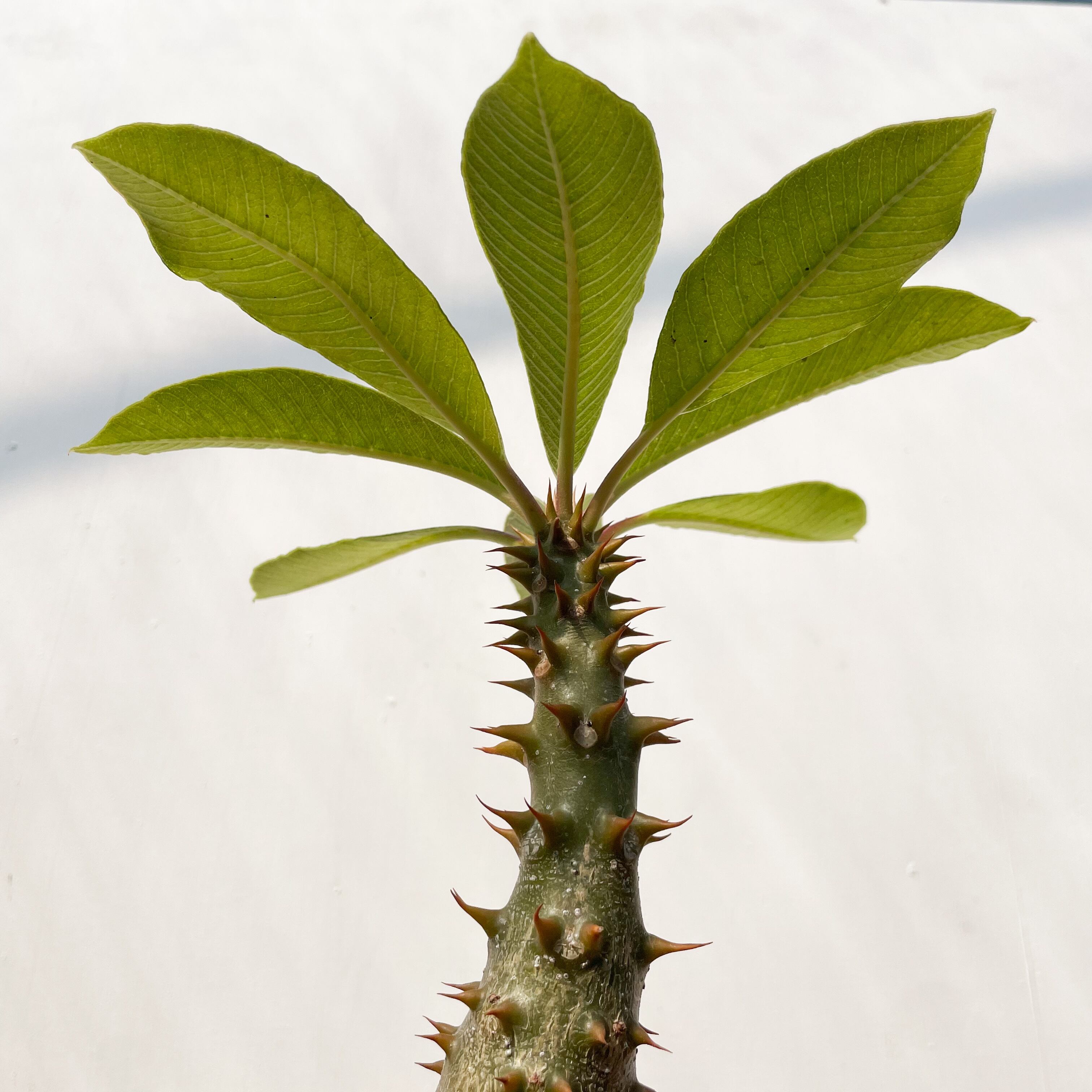 551● パキポディウム バロニー ● Pachypodium baronii ● 原産地株 輸入株 発根済 ● サボテン 塊根 ユーフォルビア アガベ コーデックス Pachypodium baroniikパキポディウム・バロニー・実生 | RIMO\u0027S