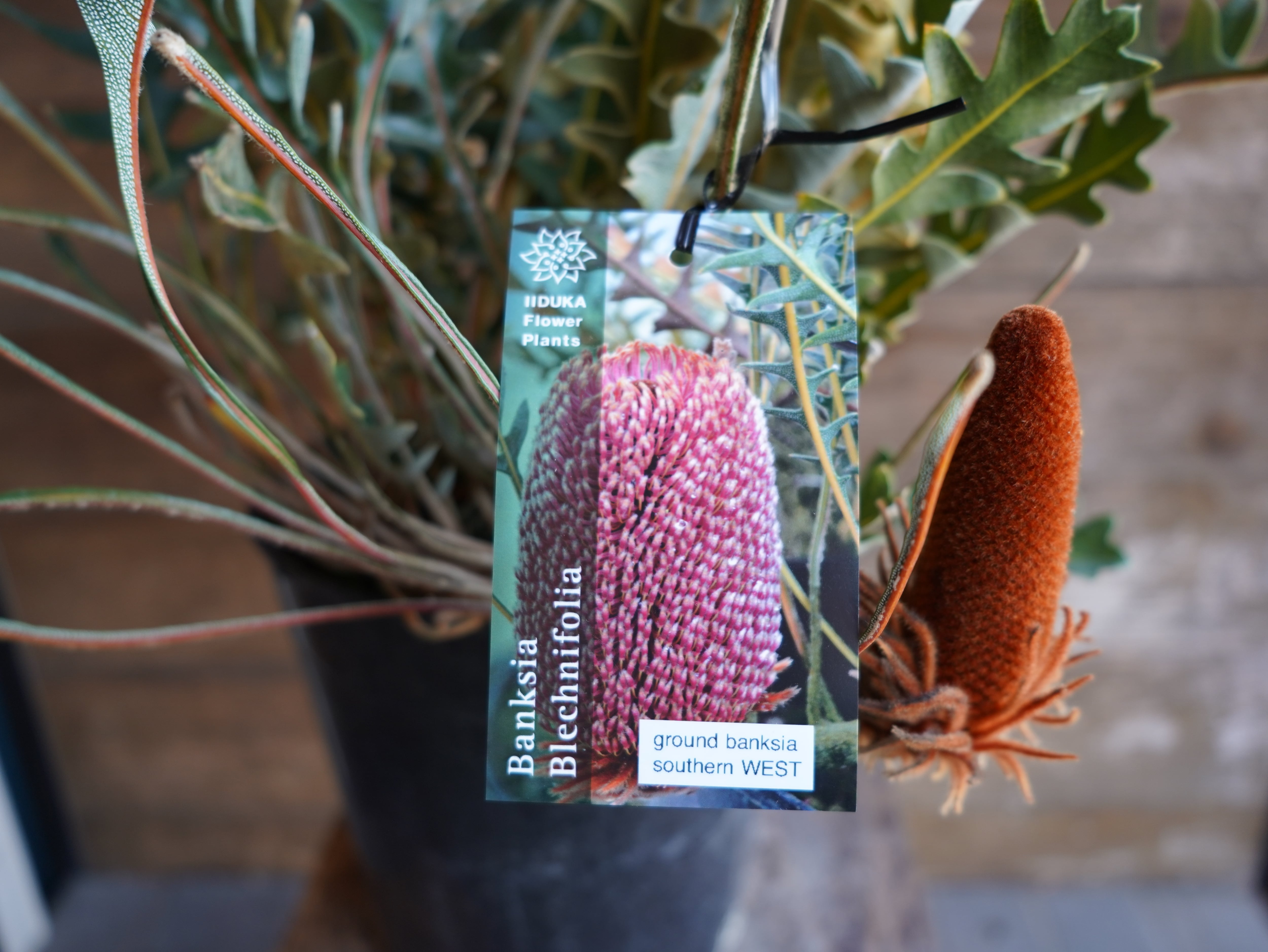 【現物】バンクシア "ブレイクニフォリア"