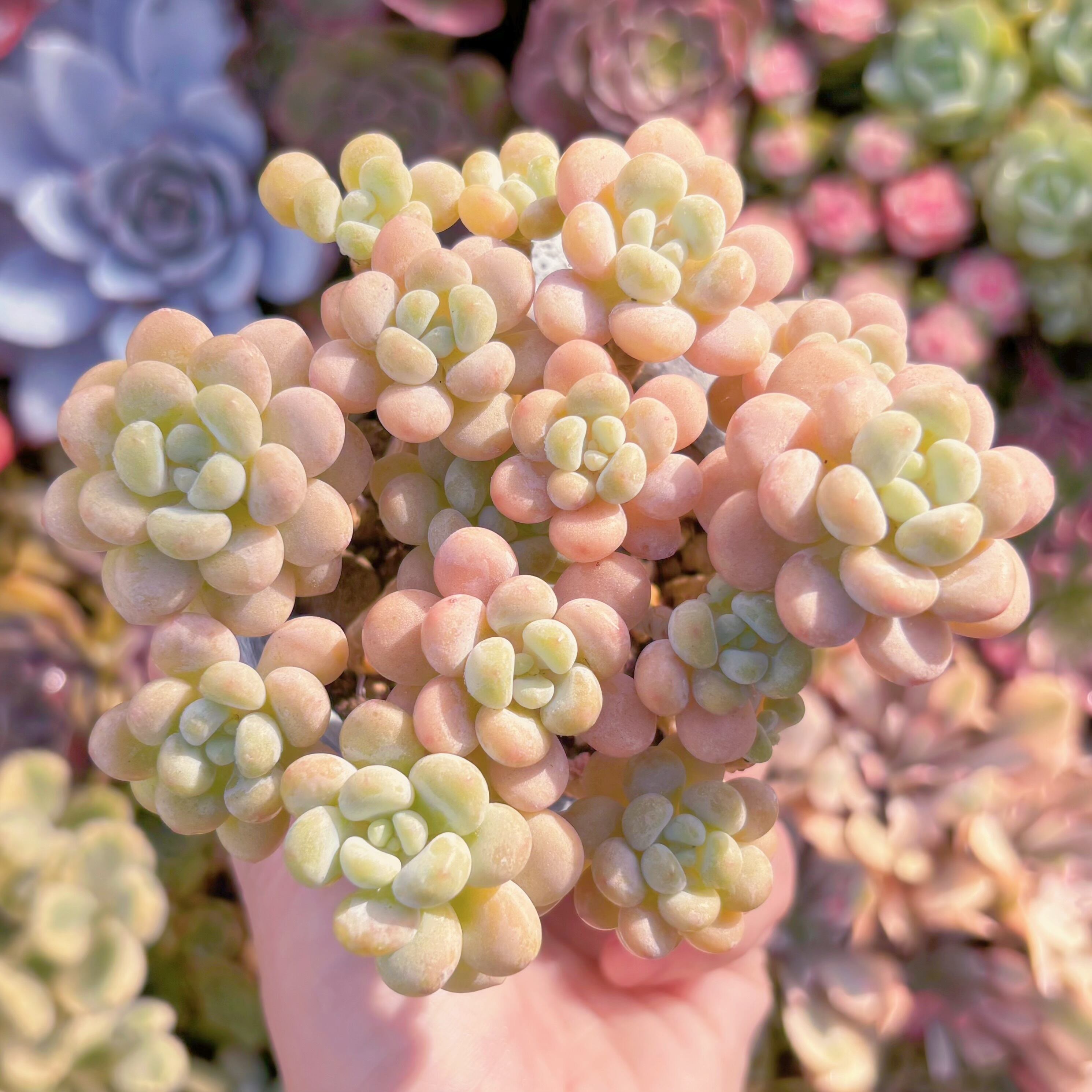 現品 丸葉ストロベリーミルク#664 群生 るる農園 | るる農園~多肉植物専門