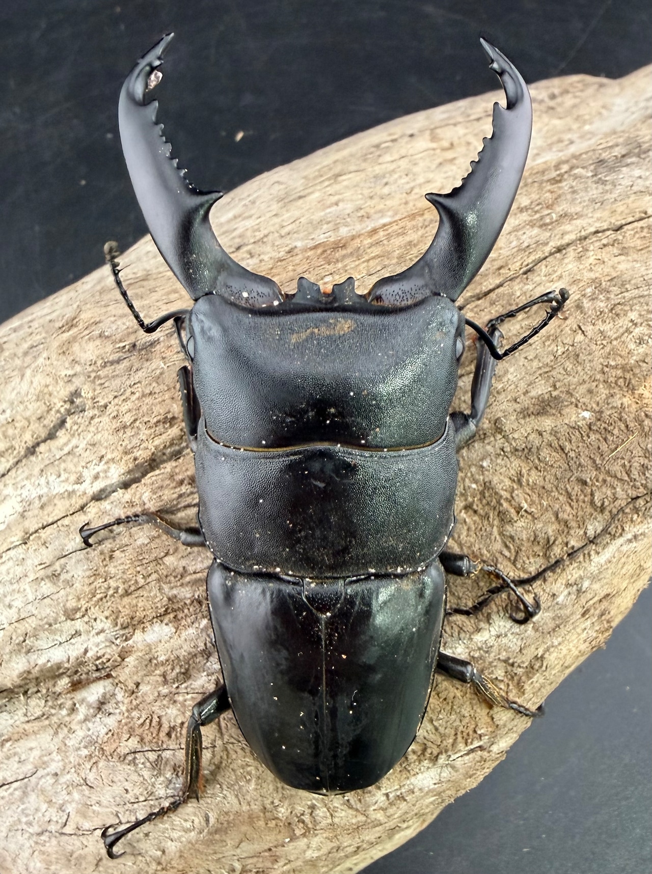 【WD】《ミンダナオヒラタ キダパワン産 85mm ペア》