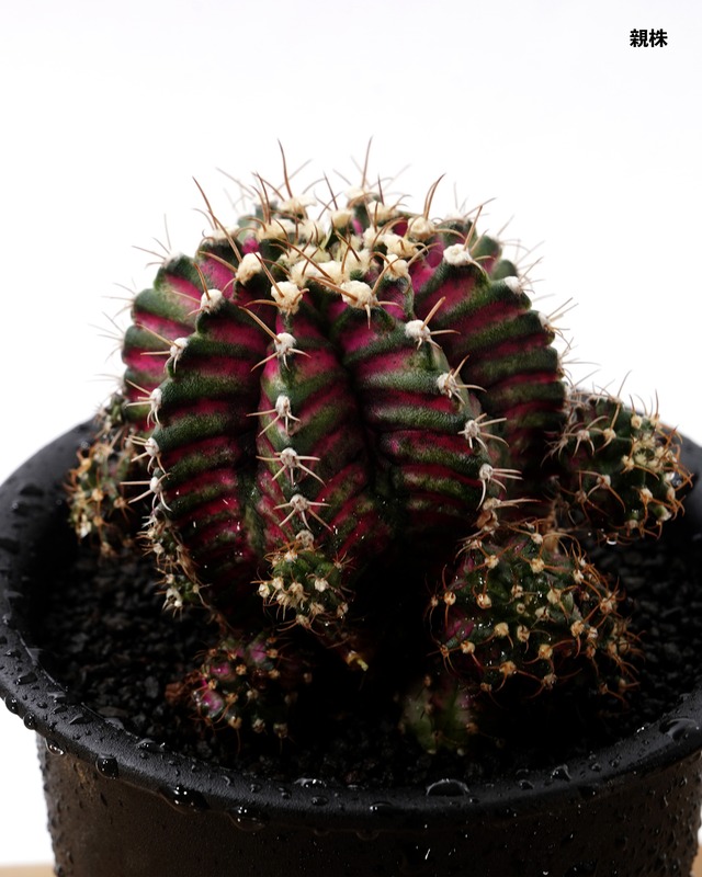 カット苗 ギムノカリキウム T-REXハイブリッド カキコミニ株 Gymnocalycium 'T-rex Hybrid'