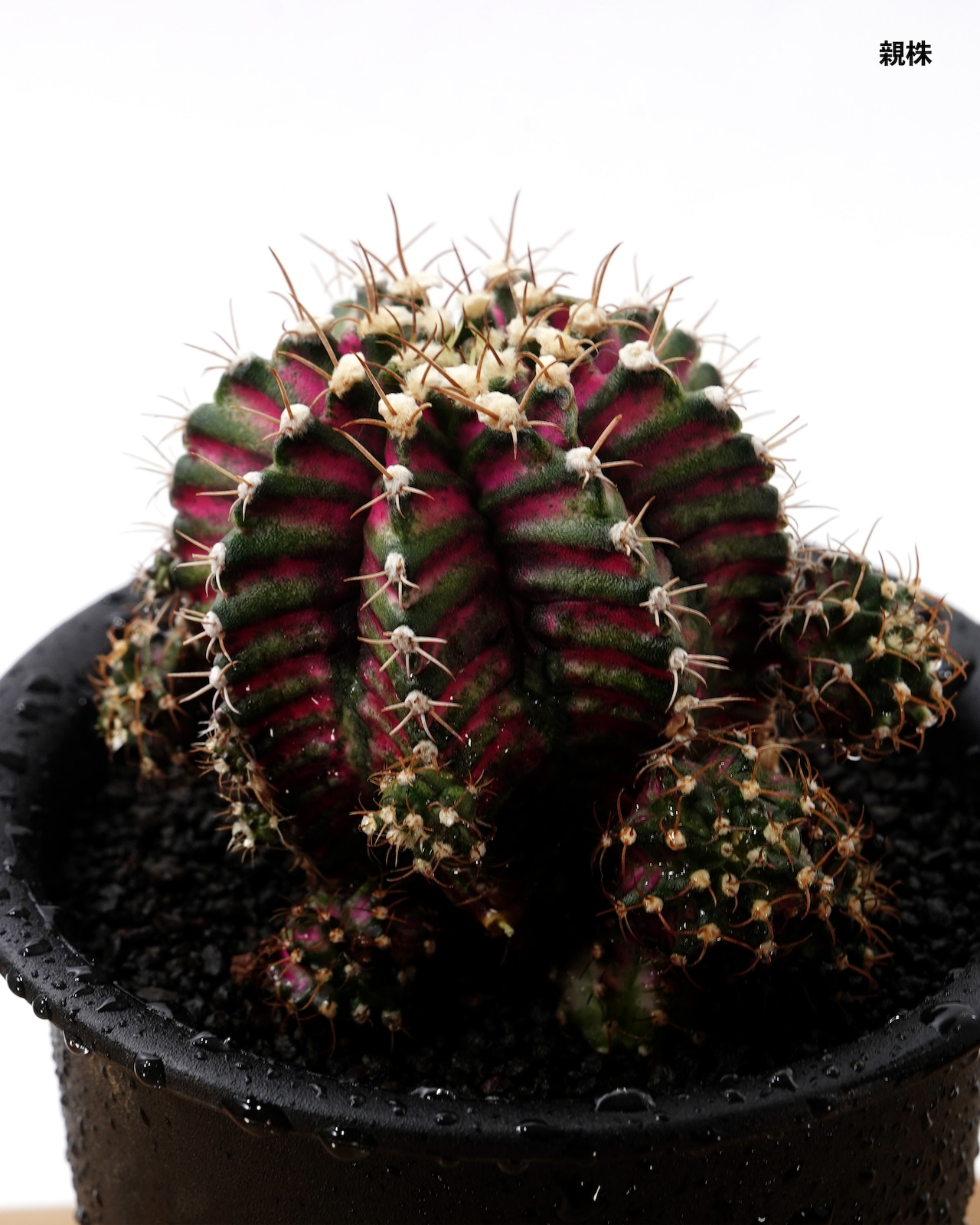 カット苗 ギムノカリキウム T-REXハイブリッド カキコミニ株 Gymnocalycium 'T-rex Hybrid'