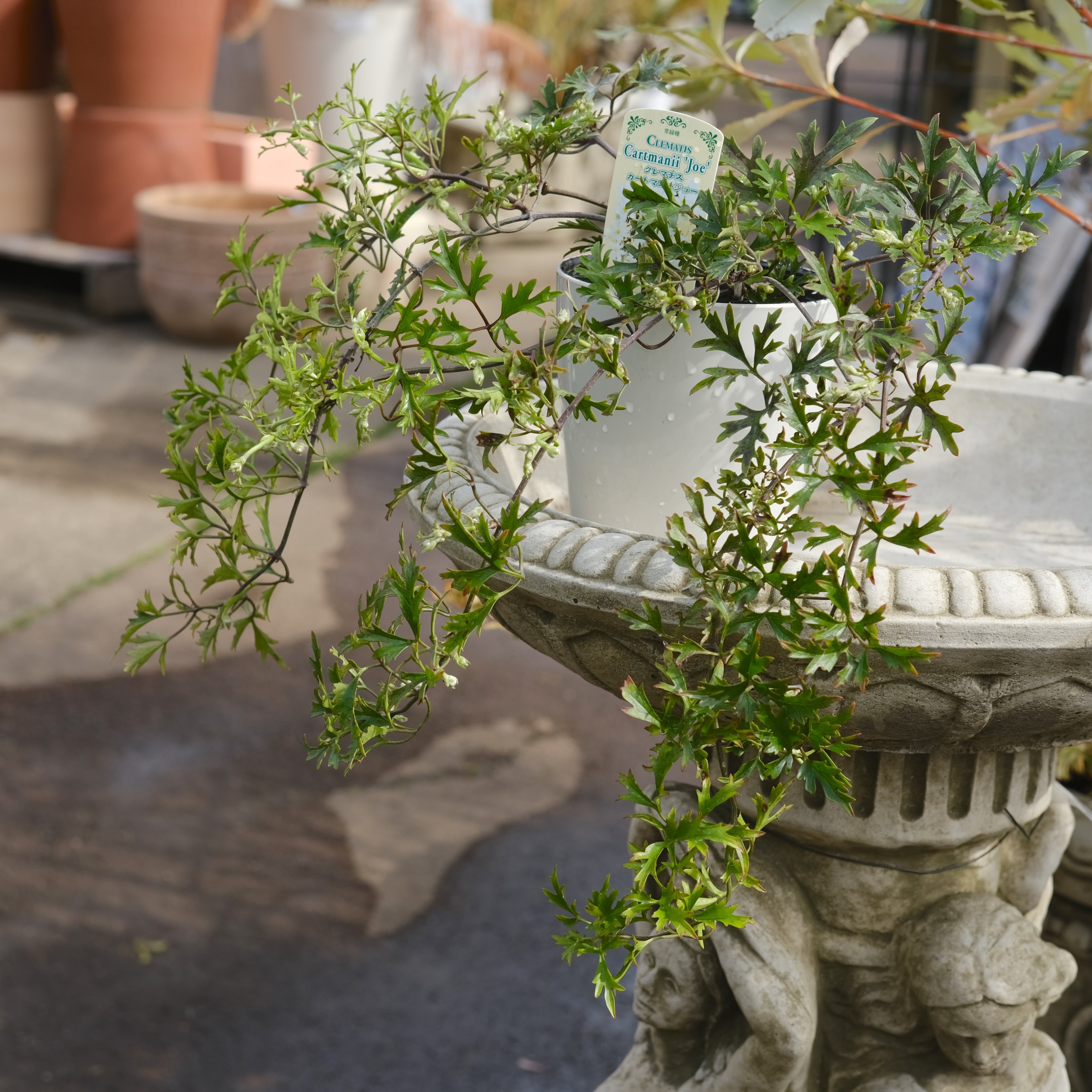 クレマチス《 カートマニージョー 》4号 | グリーンギャラリーガーデンズ