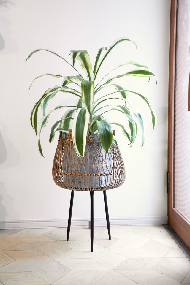 【L】ドラセナ ワーネッキースノーホワイト/Dracaena 　※バンブーポットスタンド別売り