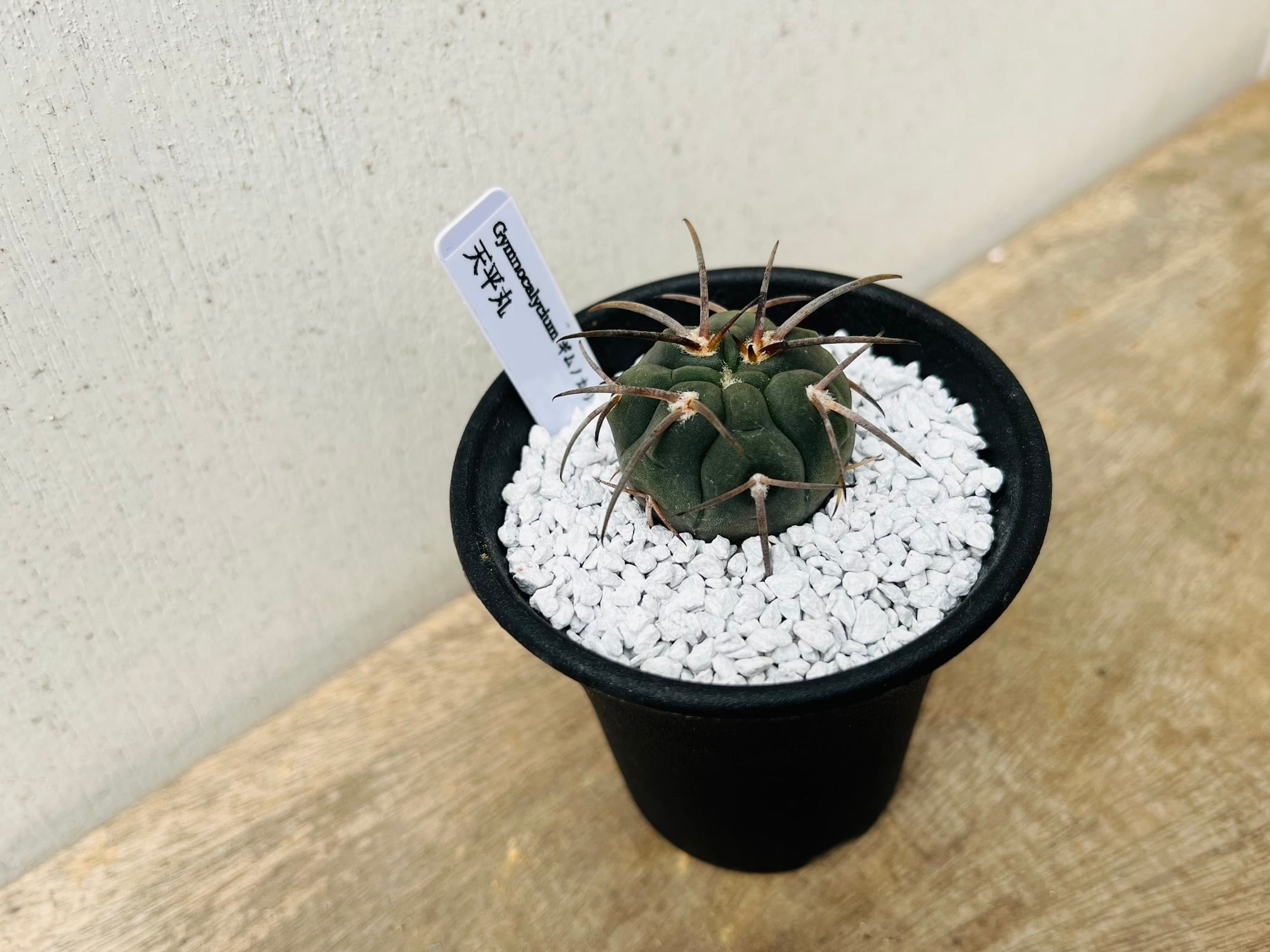 ギムノカリキウム 強刺天平丸 Gymnocalycium spegazzinii Gymnocalycium spegazzinii ギムノカリキュウム 天平丸 サボテン