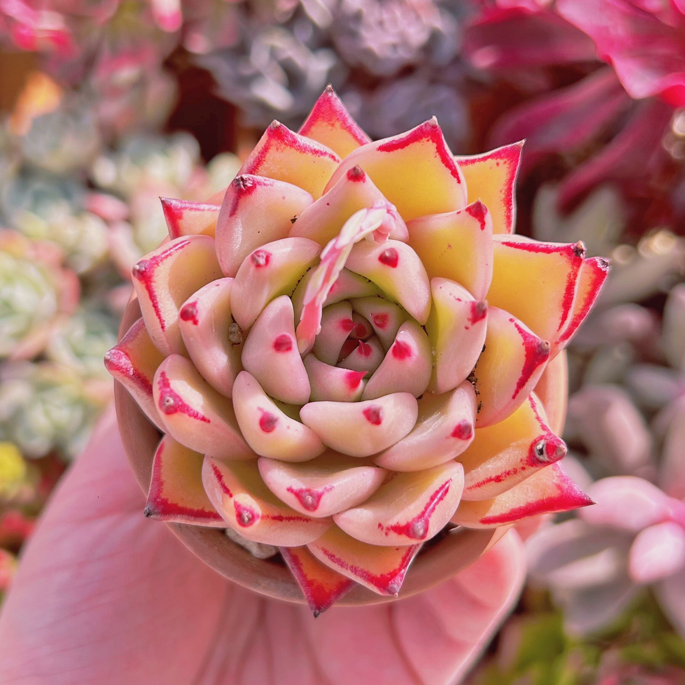 #589現物　多肉植物　Topaz