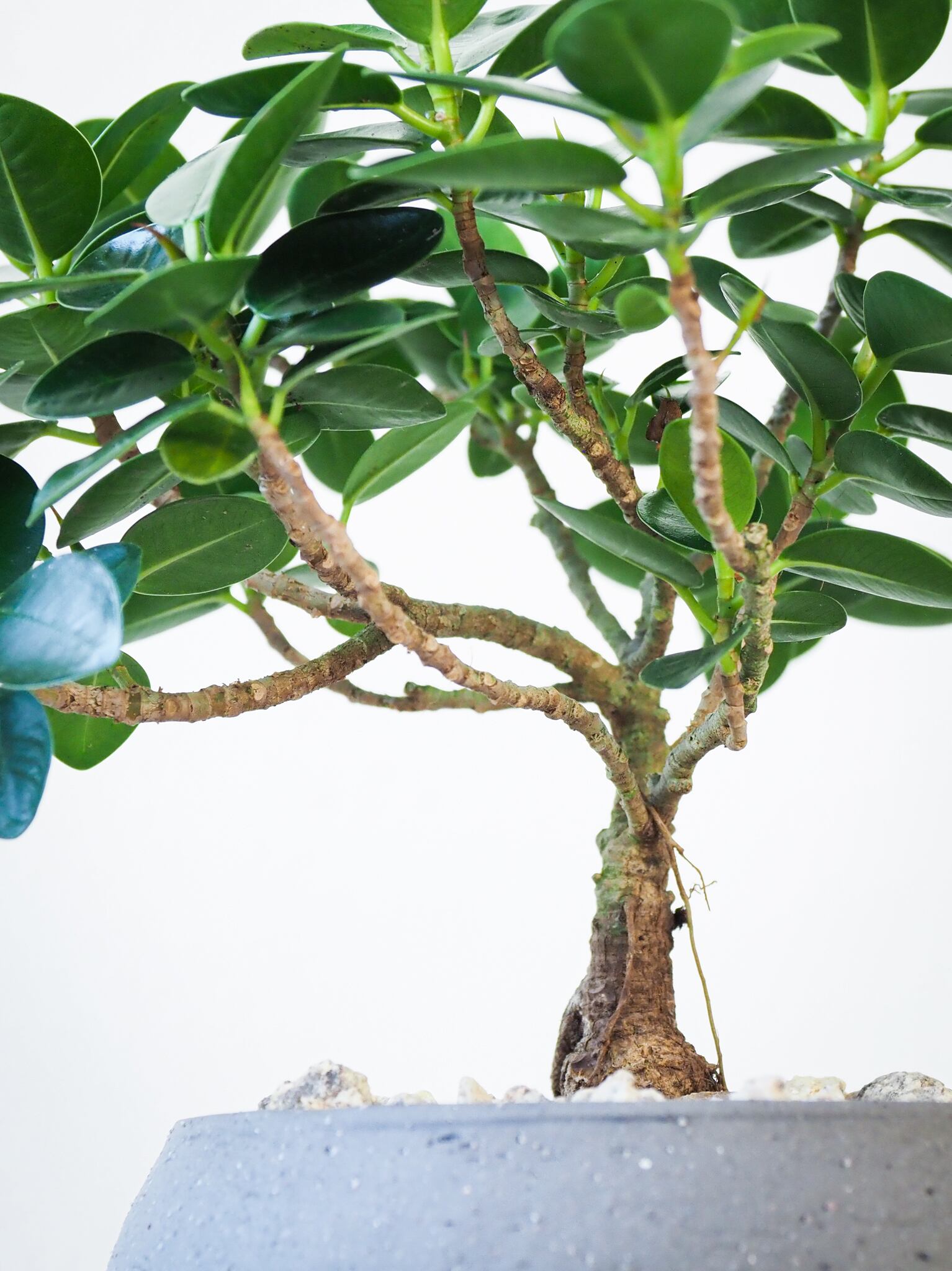 ガジュマル盆栽 我樹丸 パンダガジュマル 観葉植物 パンダガジュマル