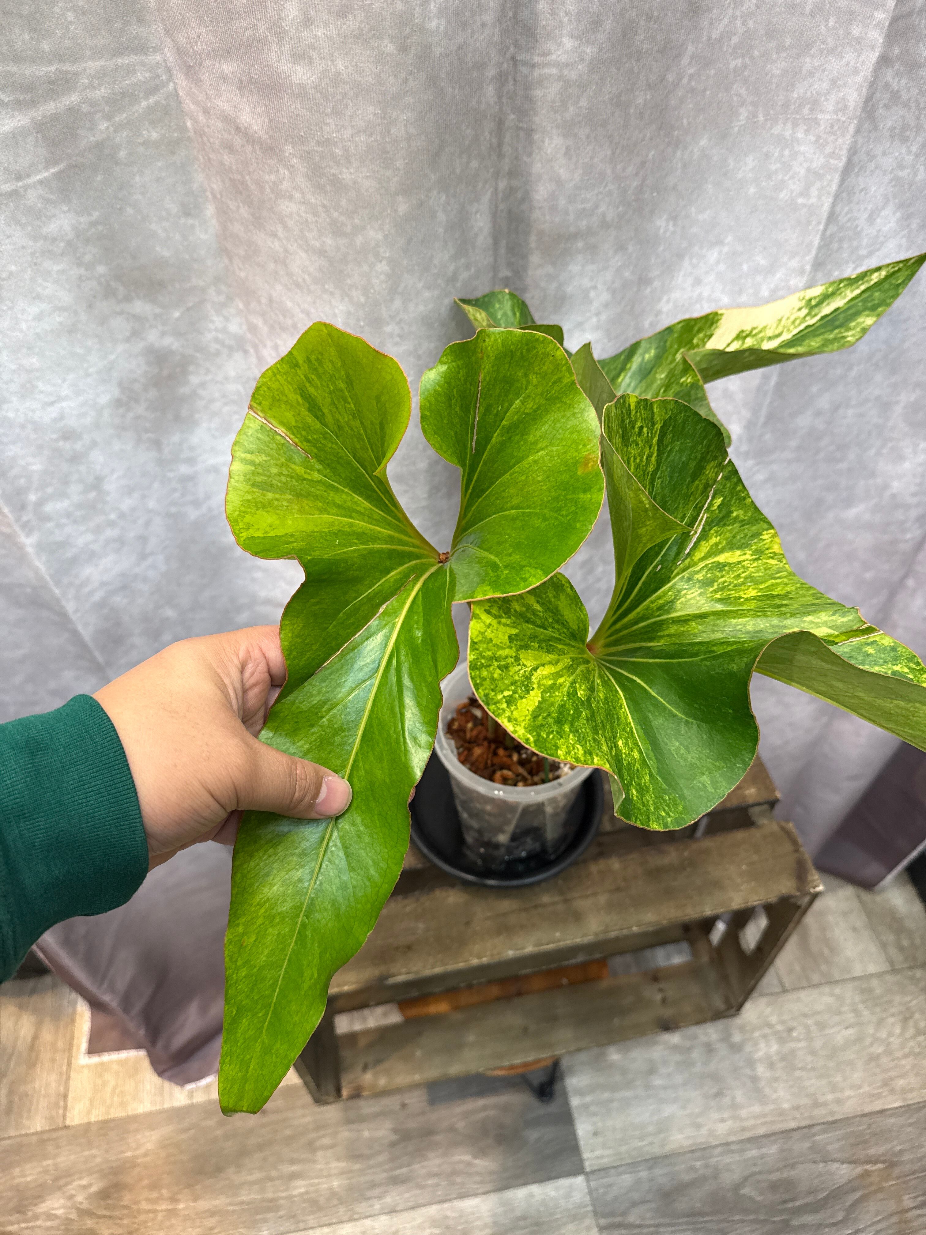 タイ産】希少 Anthurium Brownii variegated (ブラウニー斑入り