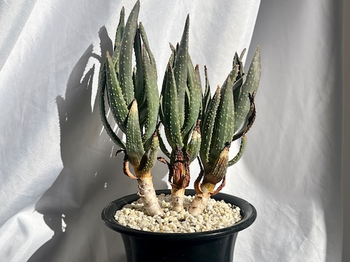 Aloe ramosissima　アロエ　ラモシシマ　多肉植物