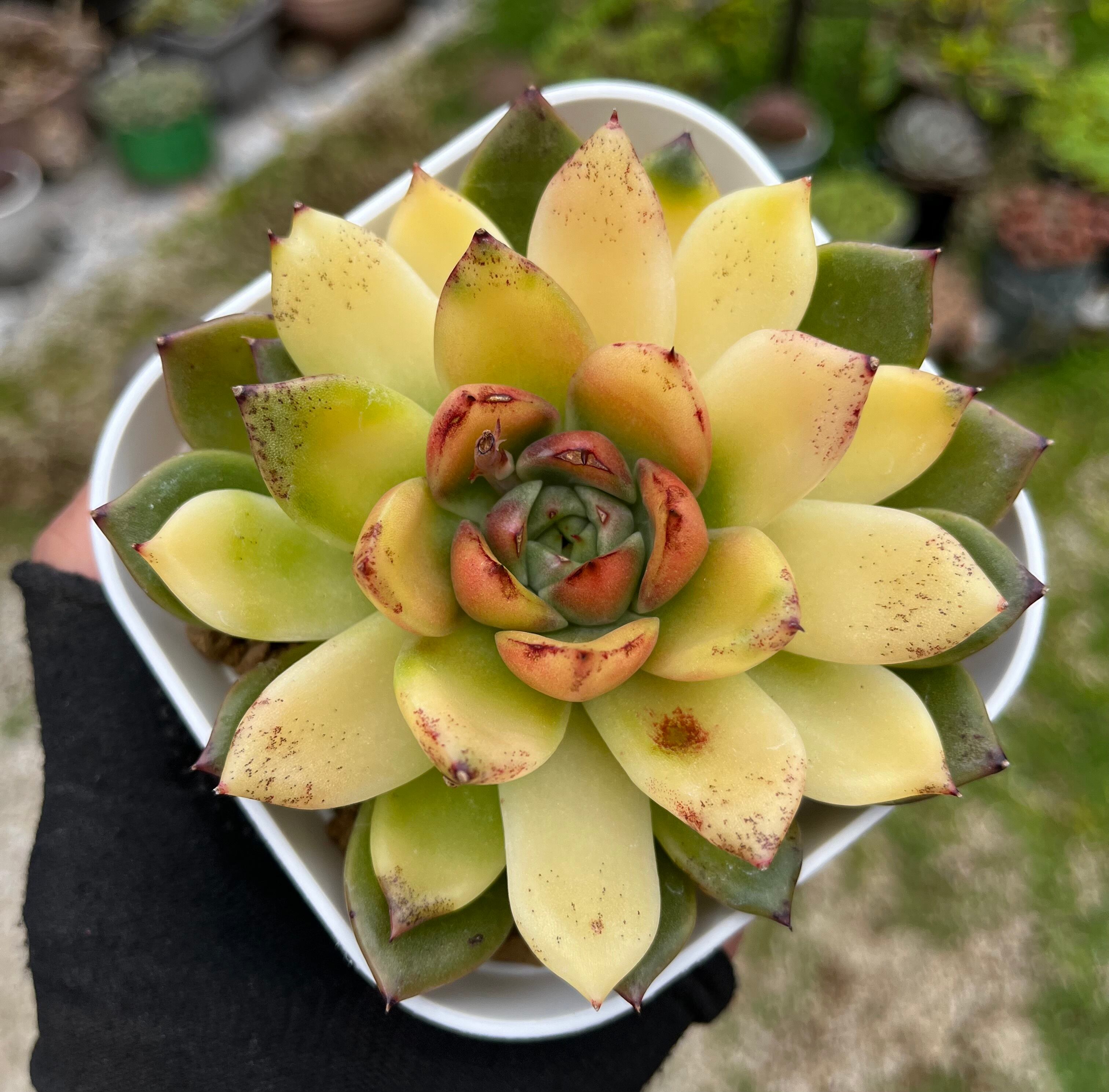 韓国苗 お名前つき♡ D 【公式通販】