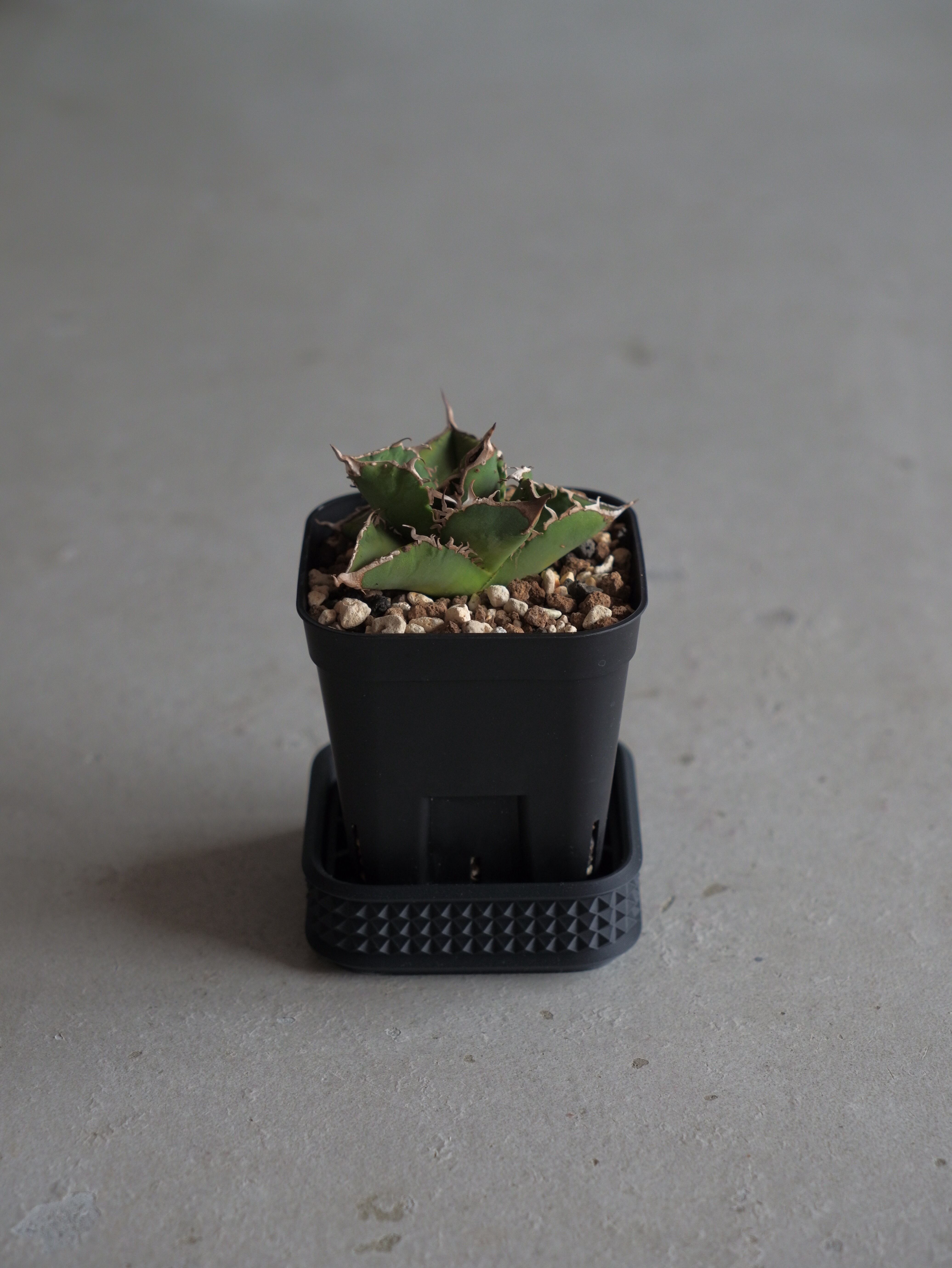 UKEZARA 'SQUARE STUDS' S | R3LABO