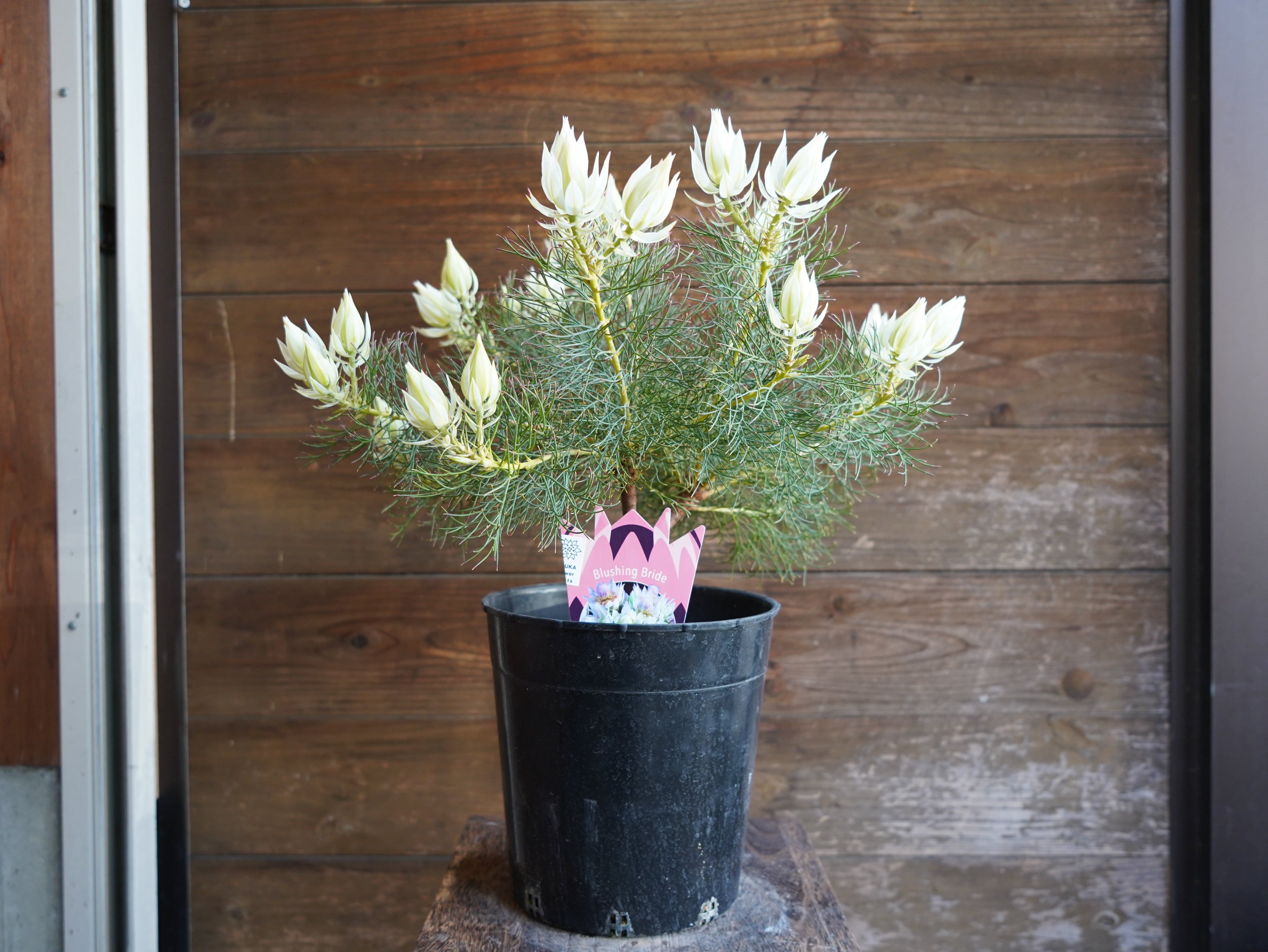 【現物】セルリア　”ブラッシングブライト”