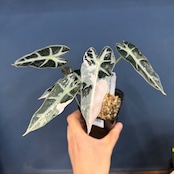 アロカシア　バンビーノ　バリエガータ【564】