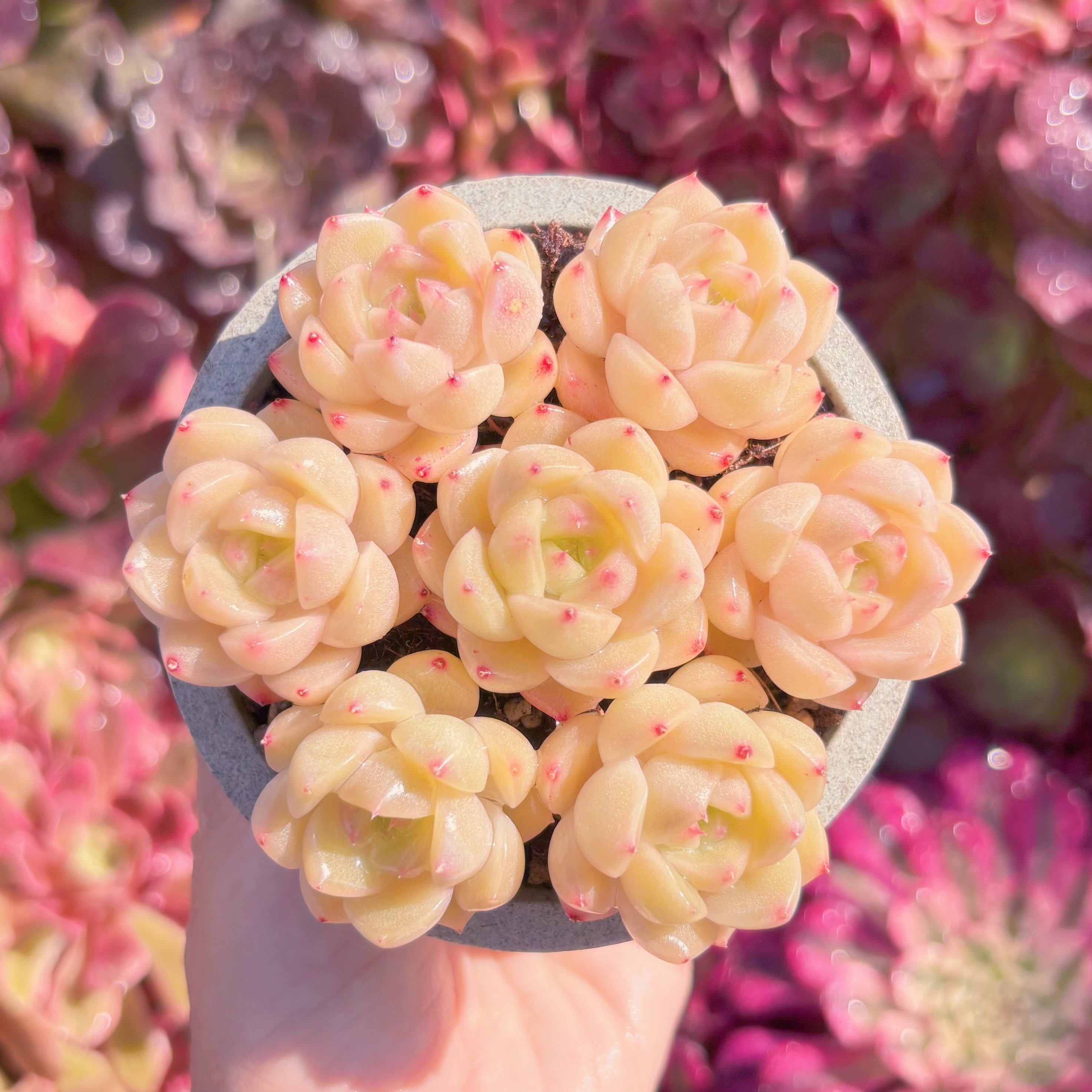 多肉植物　マリリンローズ(7苗)　新入荷　るる農園