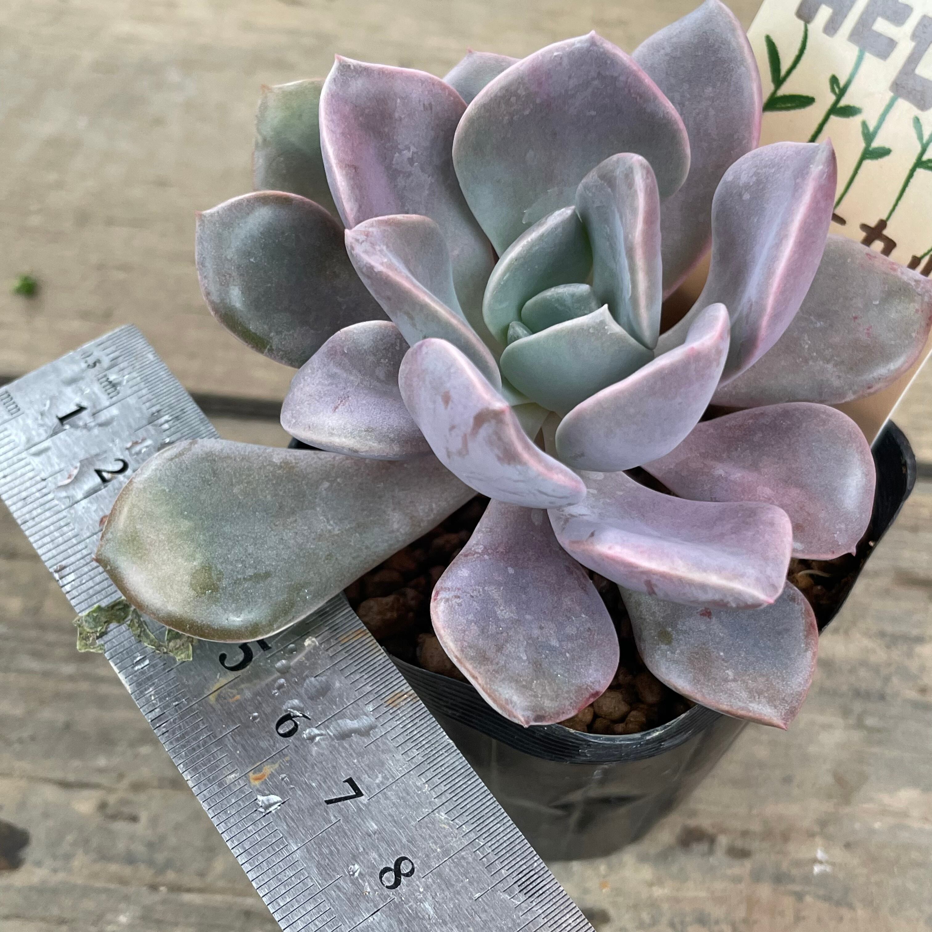 デビー | RuPo 多肉植物専門店