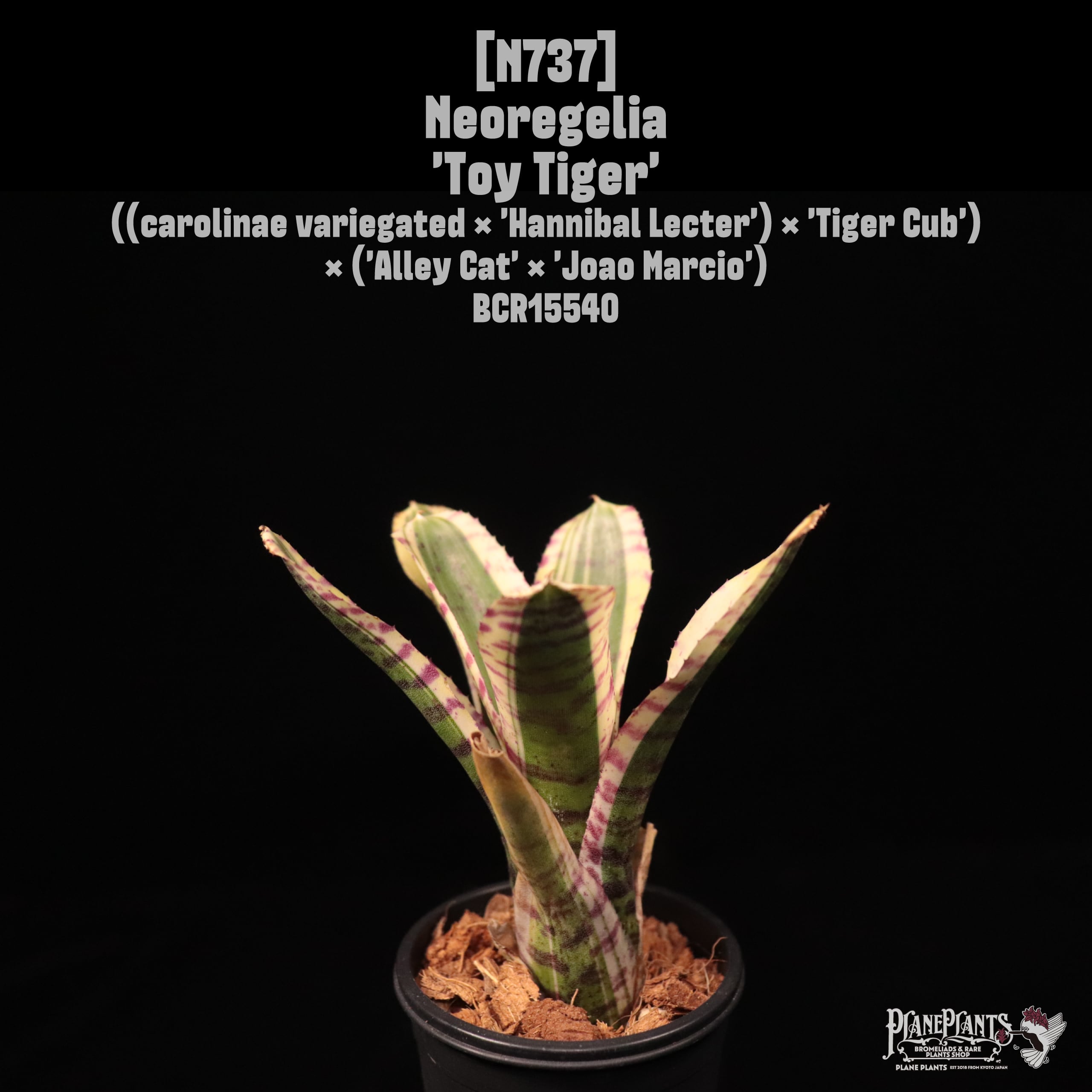 Neoregelia | plane plants