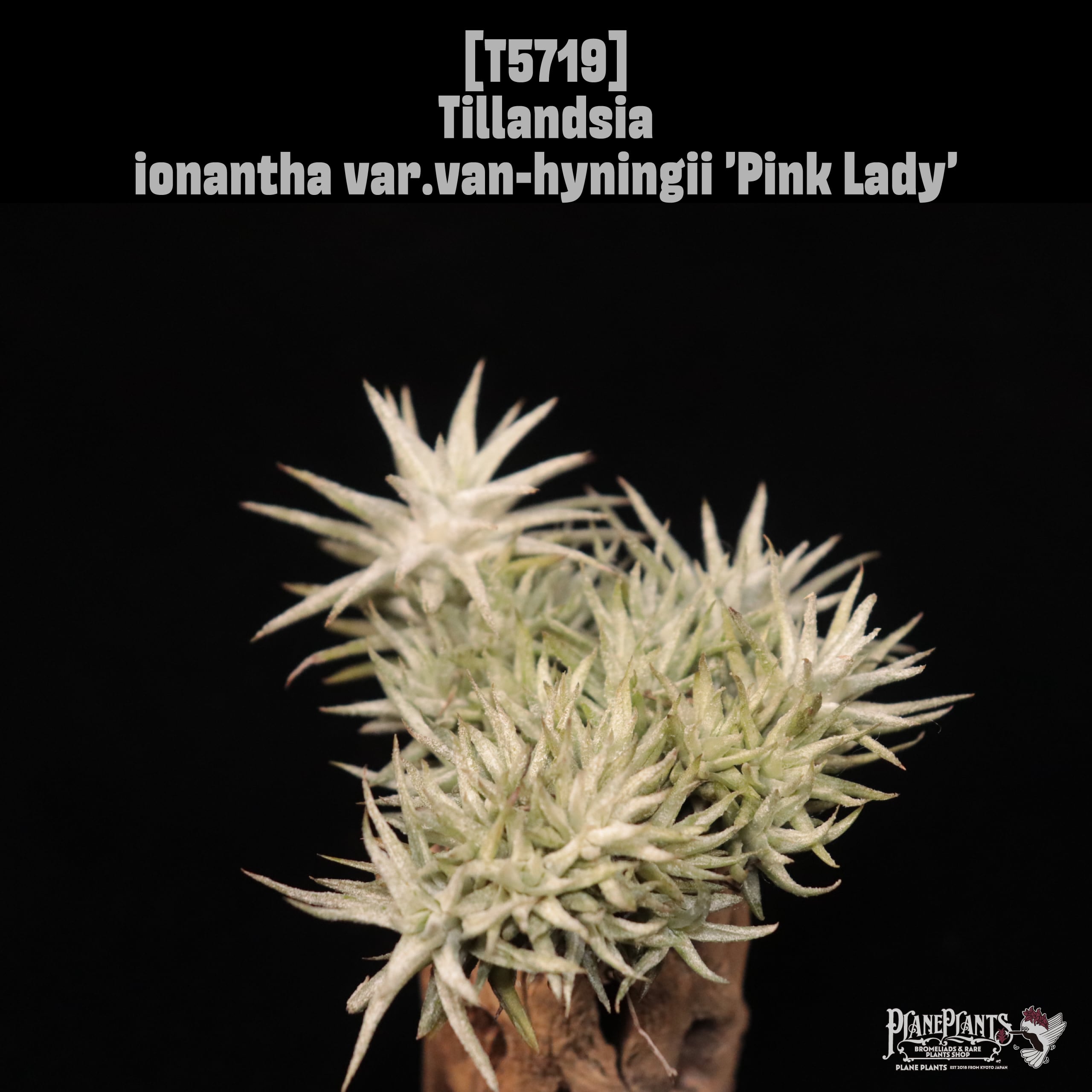【イベント先行販売】ionantha var.van-hyningii 'Pink Lady'〔エアプランツ〕現品発送T5719