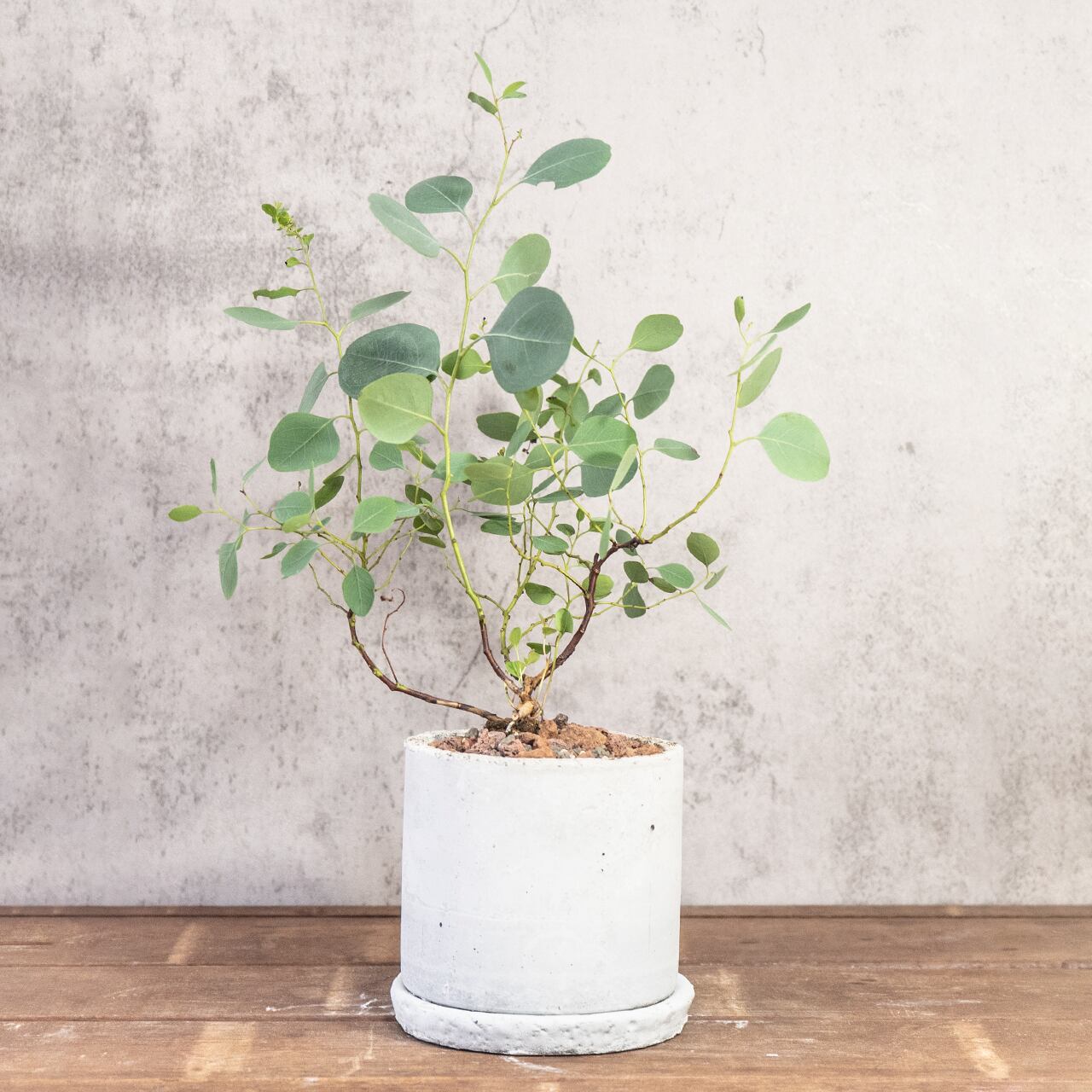 ユーカリ・ポポラス|自然な枝ぶりとやさしい葉色が魅力の爽やかインテリアグリーン【手づくりモルタル鉢】
