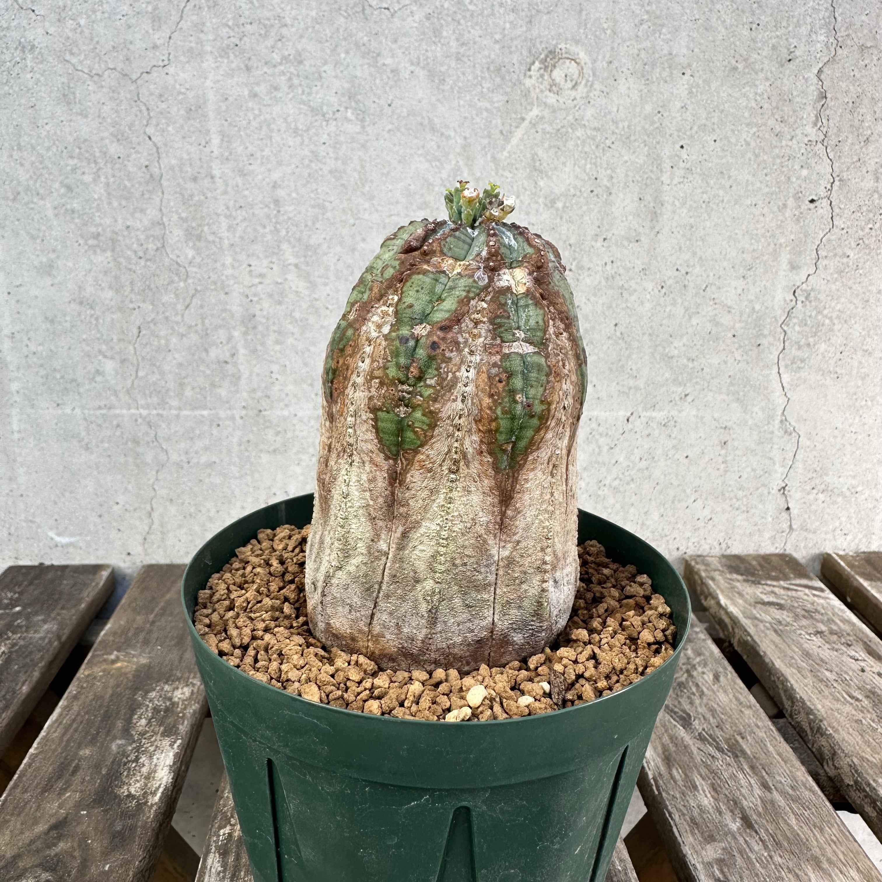 白化木質タイプ】 Euphorbia obesa ユーフォルビア オベサ