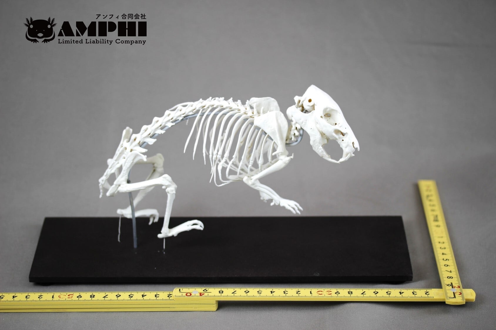 モルモット （Cavia porcellus）等倍全身骨格模型 | アンフィ合同会社
