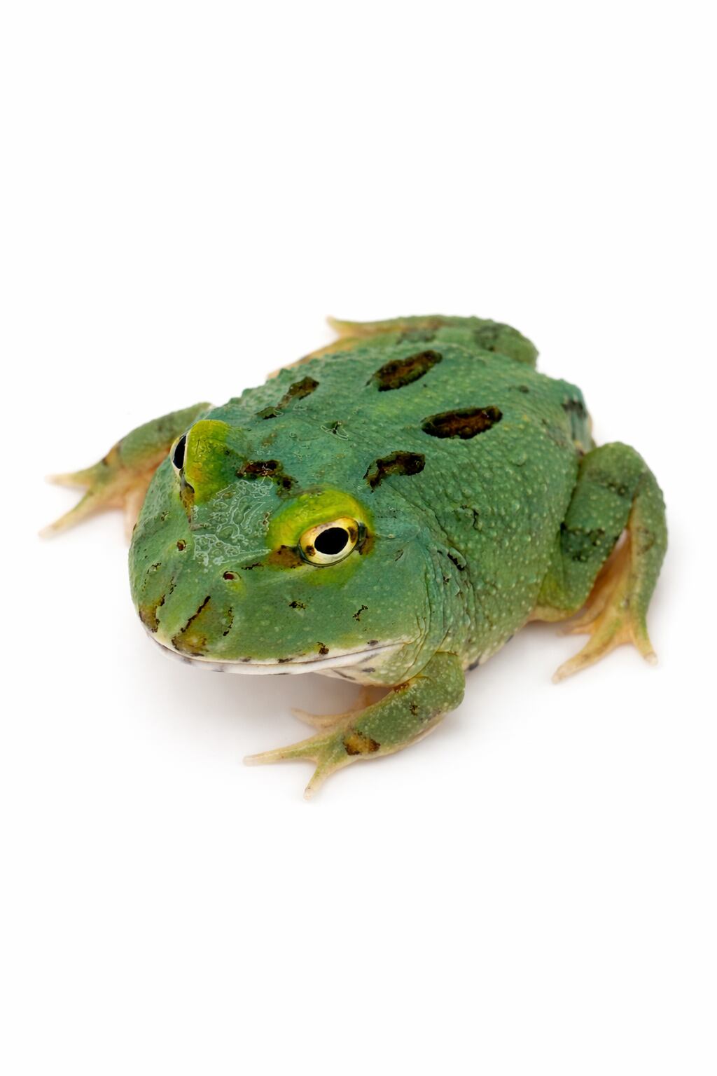 クランウェルツノガエル グリーン① 1匹 | まるころ商店〜まるくて