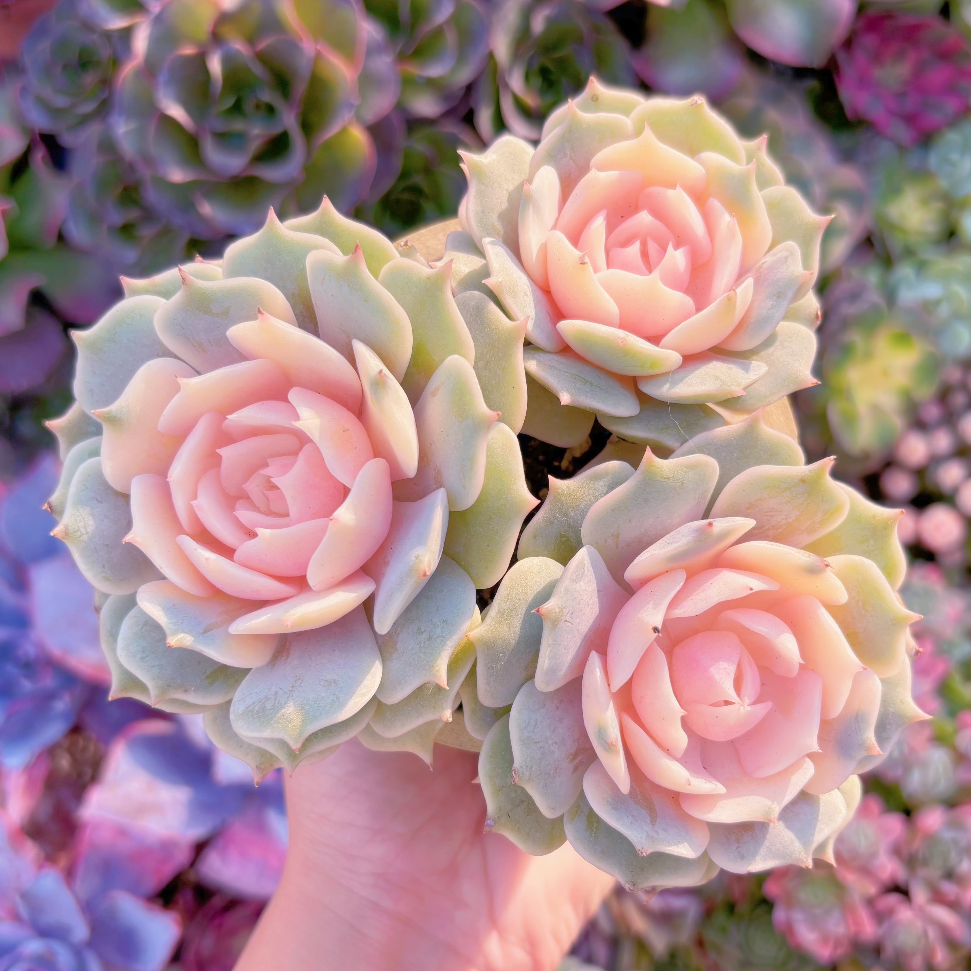 多肉植物 シャネル アエオニウム 美苗 #1 | Pay ID