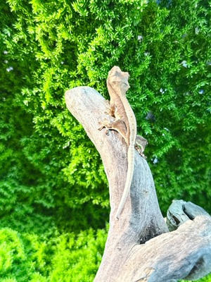 クレステッドゲッコー・リリーホワイト