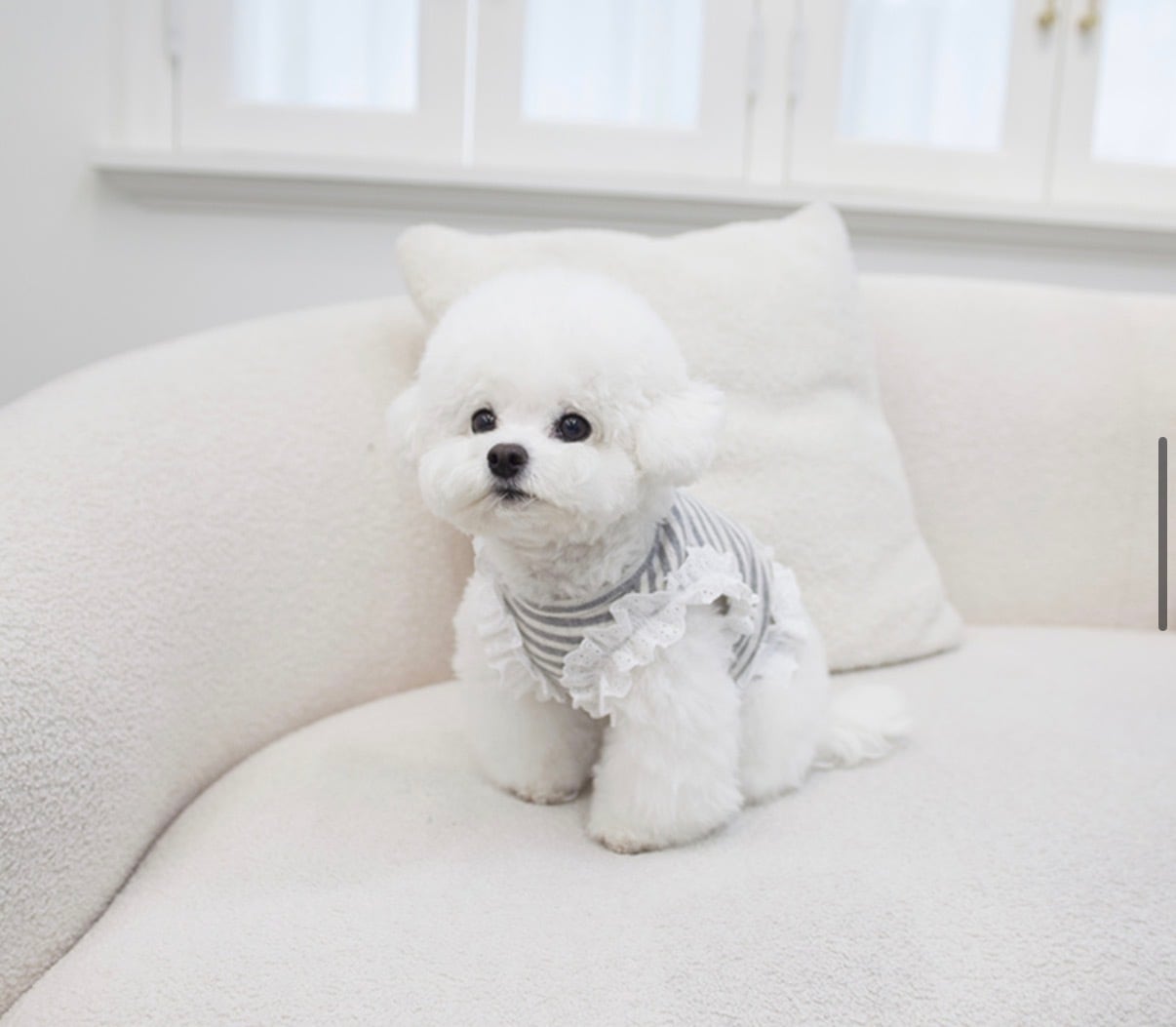 【Cocm Chien 】ペペクロップ