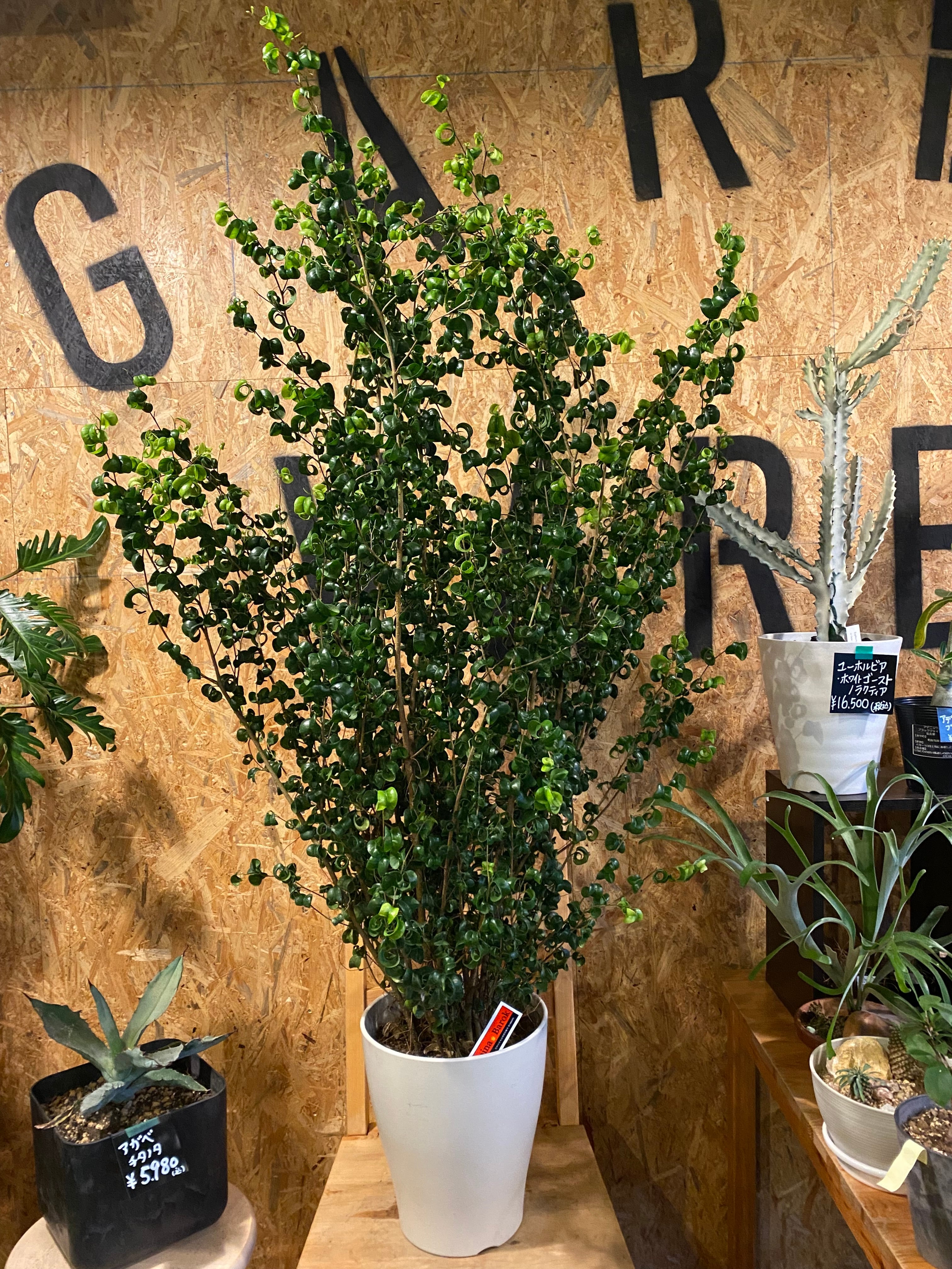 フィカス・ベンジャミン・バロック H 130cm W 80cm 口径23cm