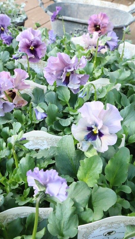 ＬＡ３7♥ビオラレディ ♥希少♥人気品種♥花苗ポットごと発送♥パンジービオラ ビオラ『レディ』 3号ポット 1苗 寄せ植え 花 | SaqueSifone（サク