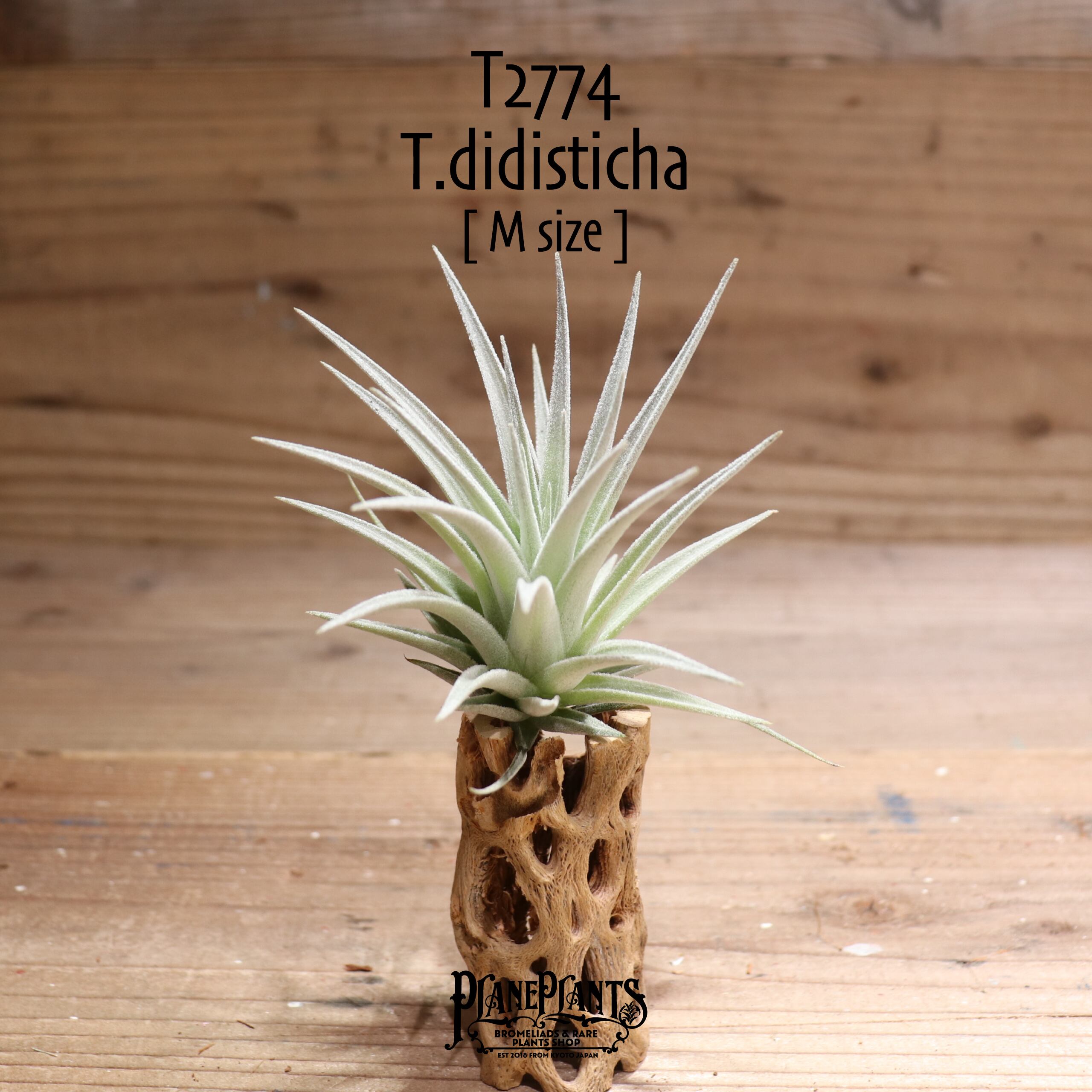 【送料無料】didisticha〔エアプランツ〕現品発送T2774
