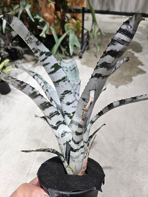 Aechmea  chantinii  Black Select A1【artPLANTs/PLANTS GARAGE 】エクメア/タンクブロメリア