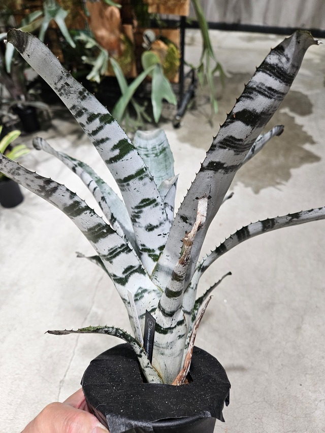 Aechmea  chantinii  Black Select A1【artPLANTs/PLANTS GARAGE 】エクメア/タンクブロメリア