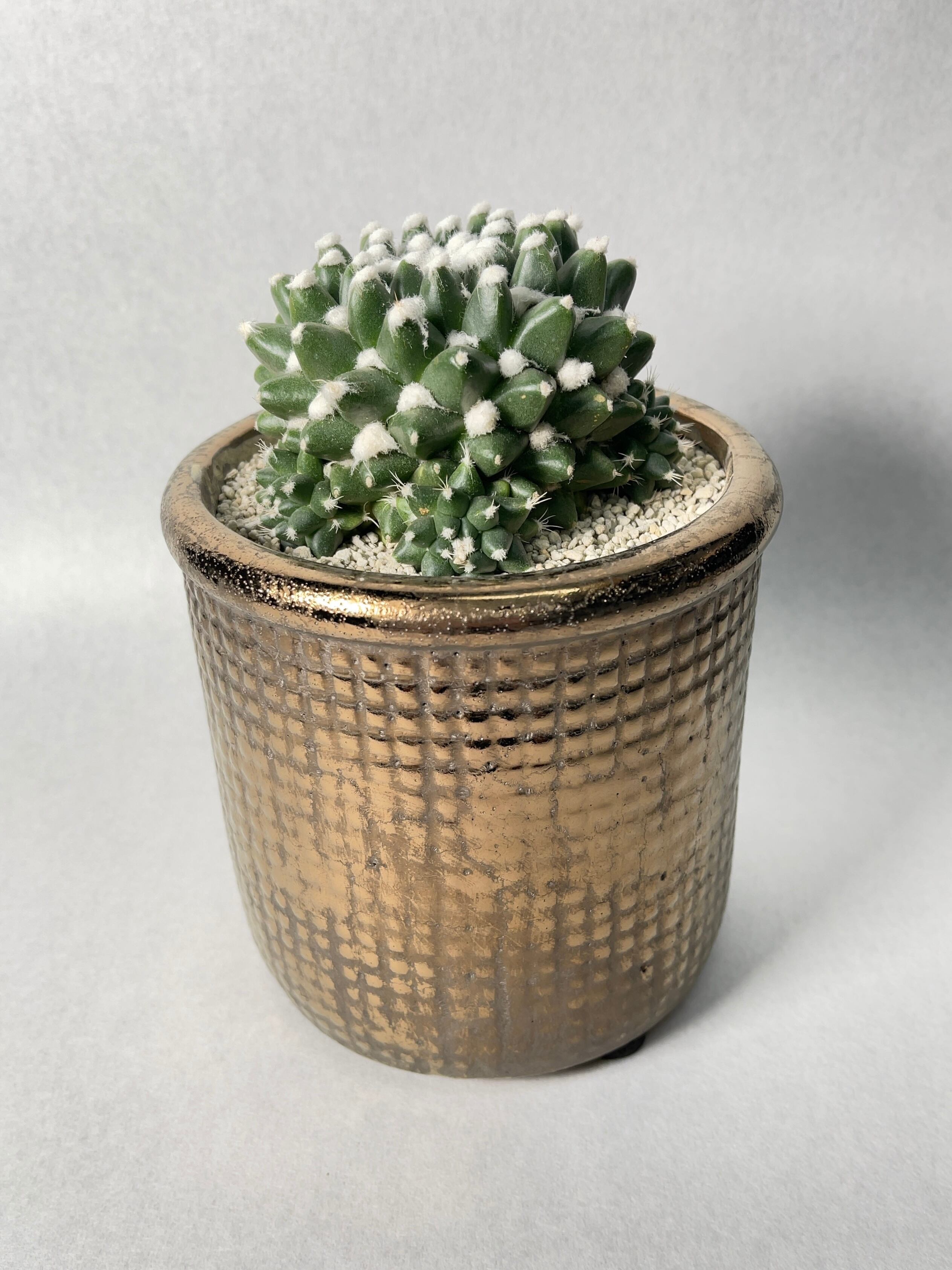 マミラリア・エルサム | trigger