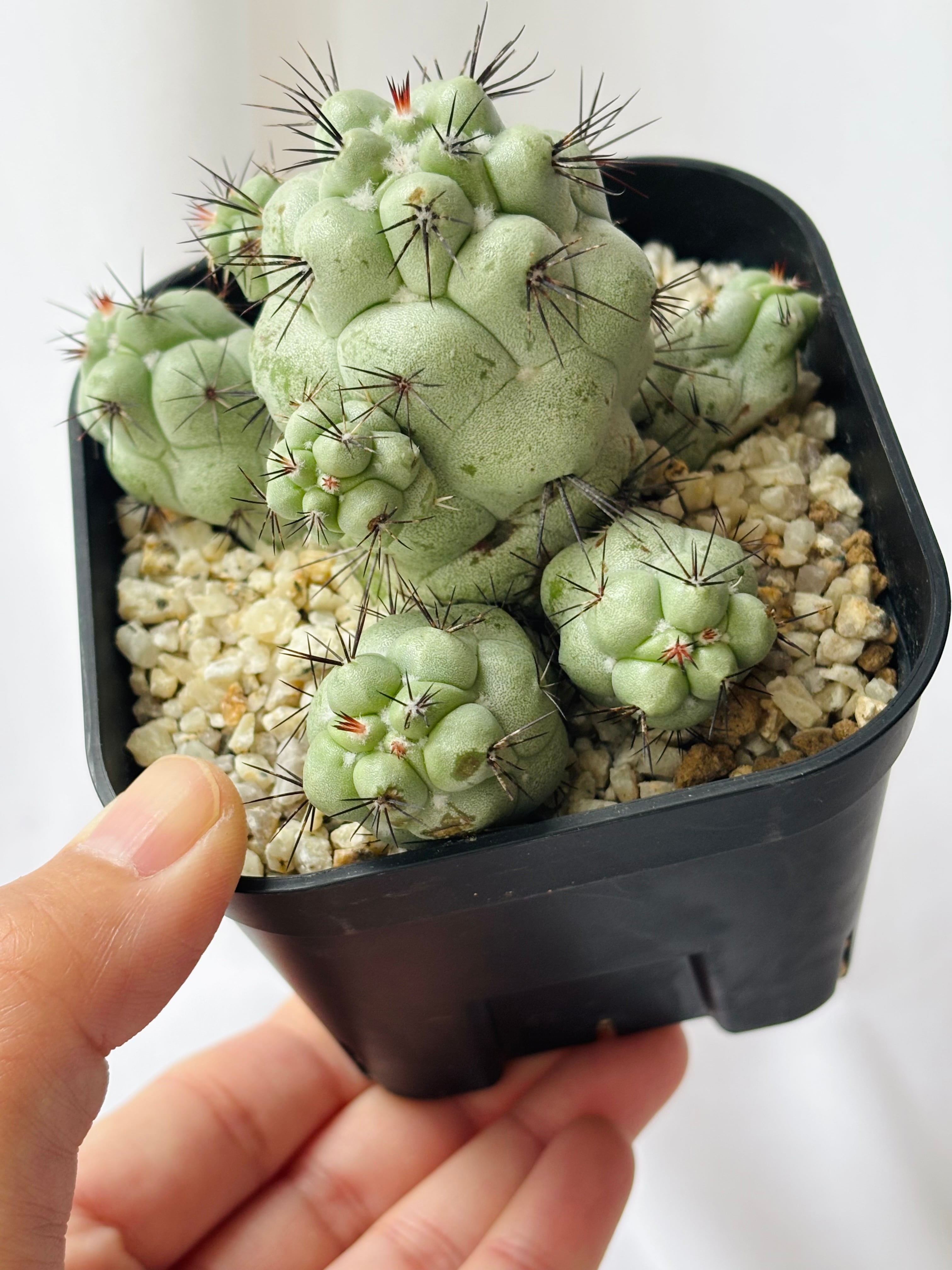 Ortegocactus macdougallii オルテゴカクタス マクドガリー サボテン