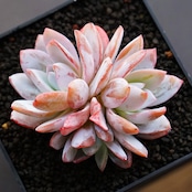 カット苗 ホワイトロータス 3頭群生 Echeveria 'White Lotus'