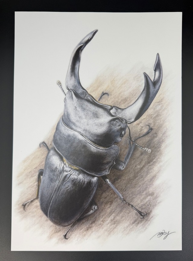 色鉛筆画 1枚 オオクワガタ【複製画】
