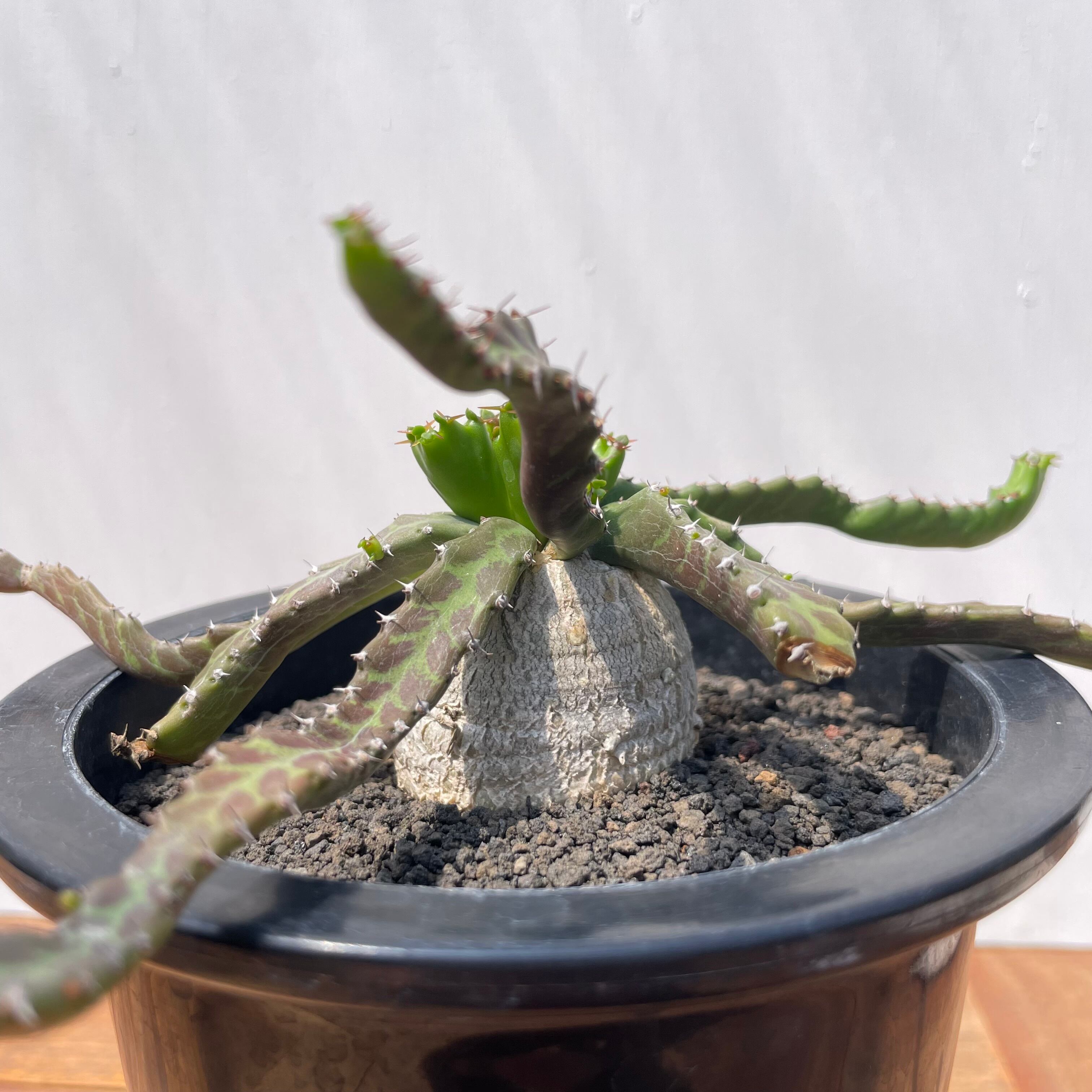 Euphorbia stellata【ユーフォルビア・飛竜・実生】 | RIMO'S GREEN