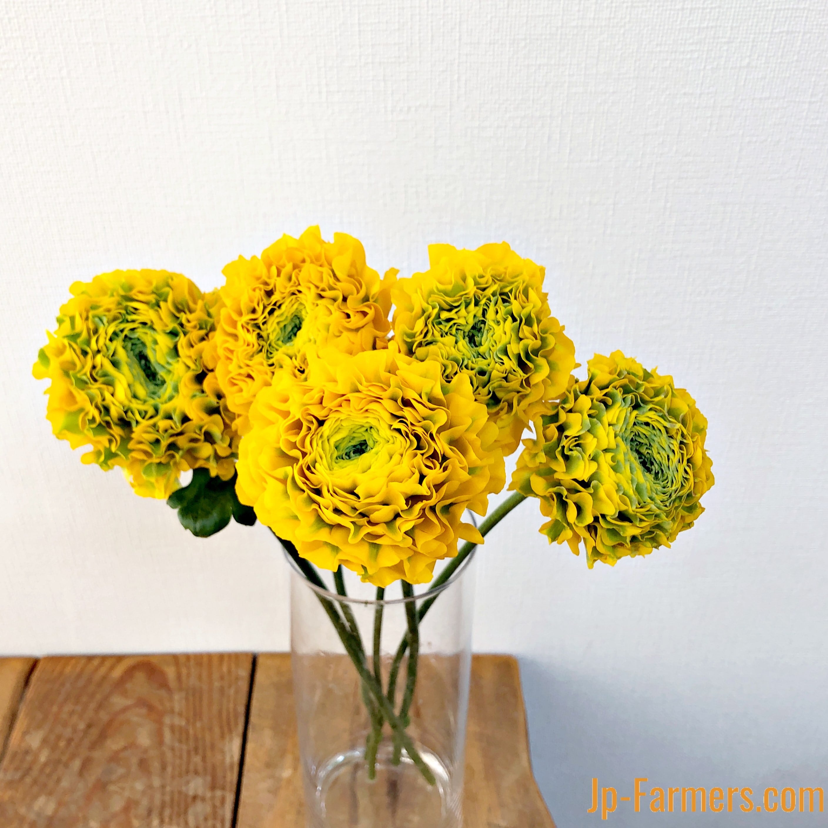 ポンポン咲きラナンキュラス ルナ 10本 | 新鮮お花問屋 Jp