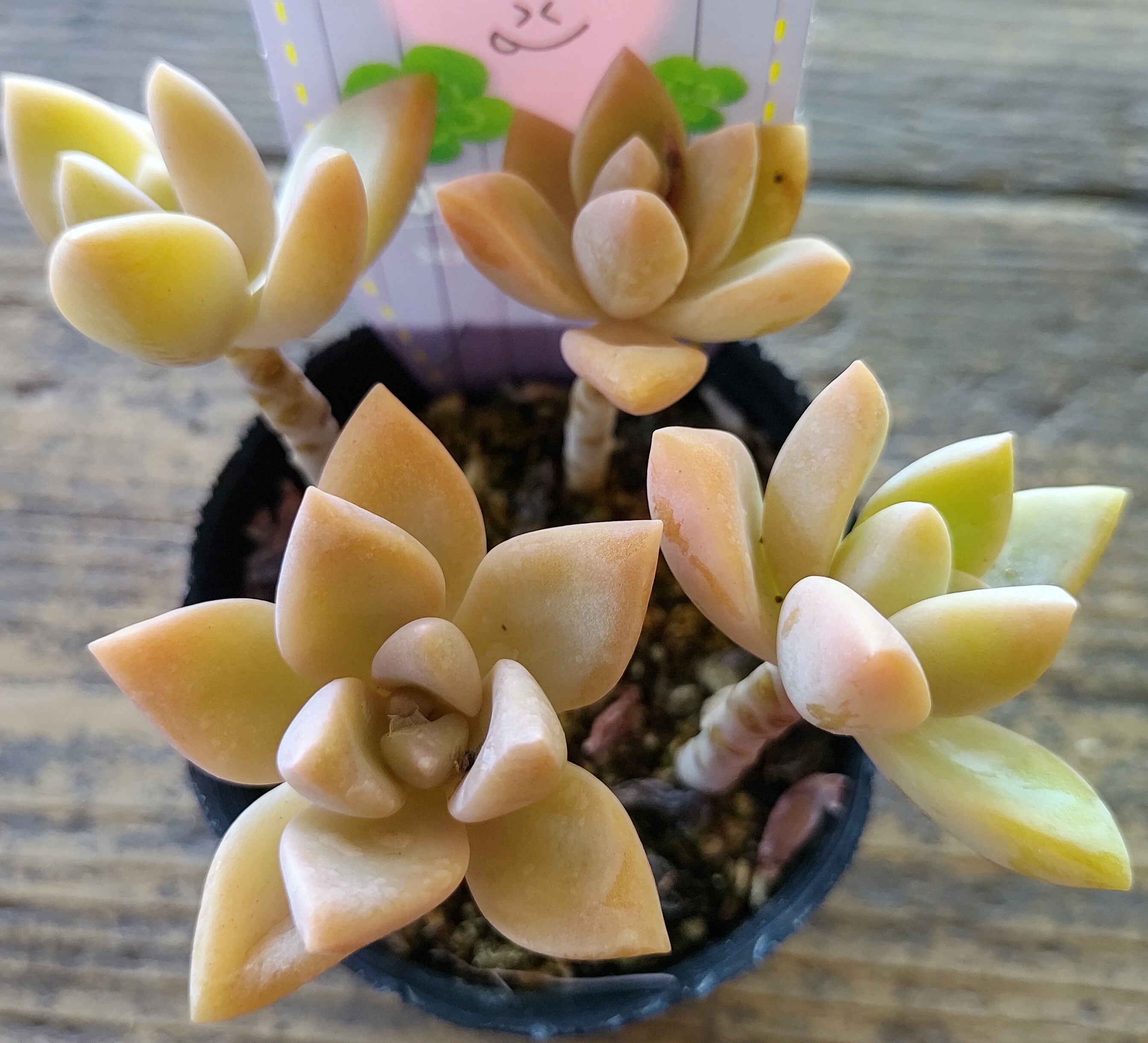 桜牡丹 | RuPo 多肉植物専門店