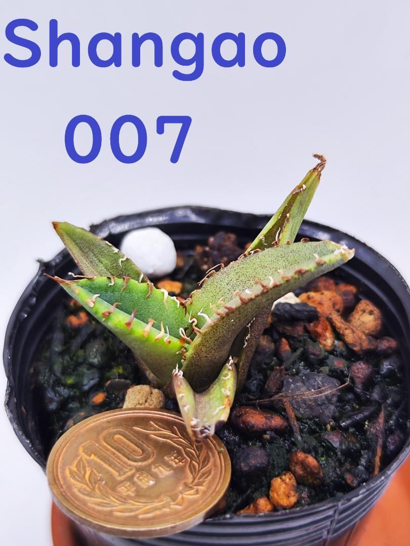 14 Shangao-001（アガベ チタノタ） 【公式通販】