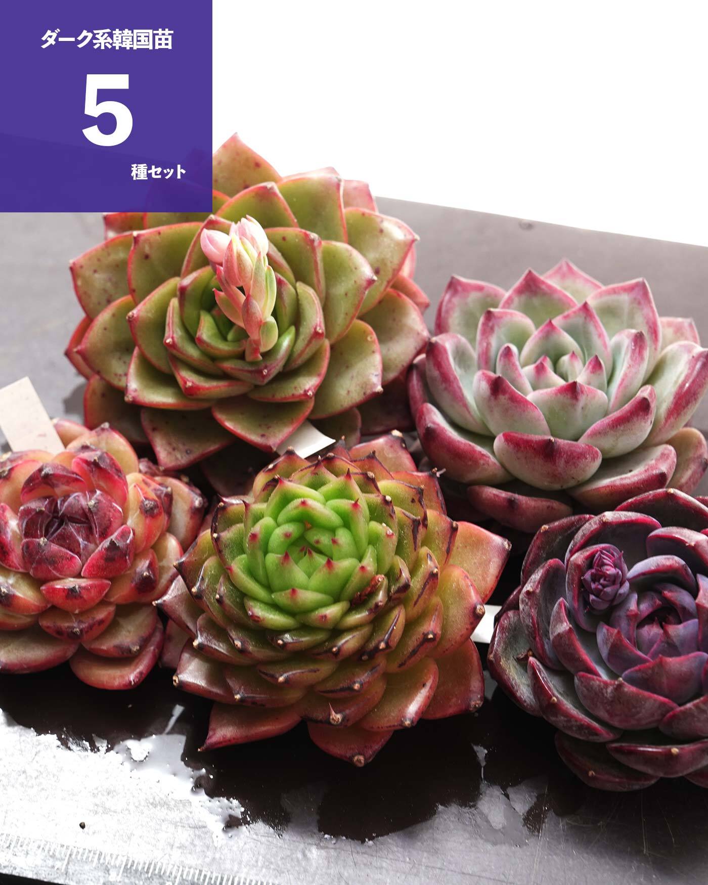 ローラ錦   抜き苗 ローラ錦 Echeveria 'Lola Variegated Platinum' | PUKUBOOK SUCCULENTS